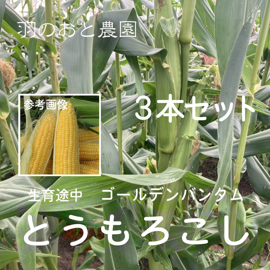 3本セット）固定種のスイートコーン「ゴールデンバンタム」。スーパー