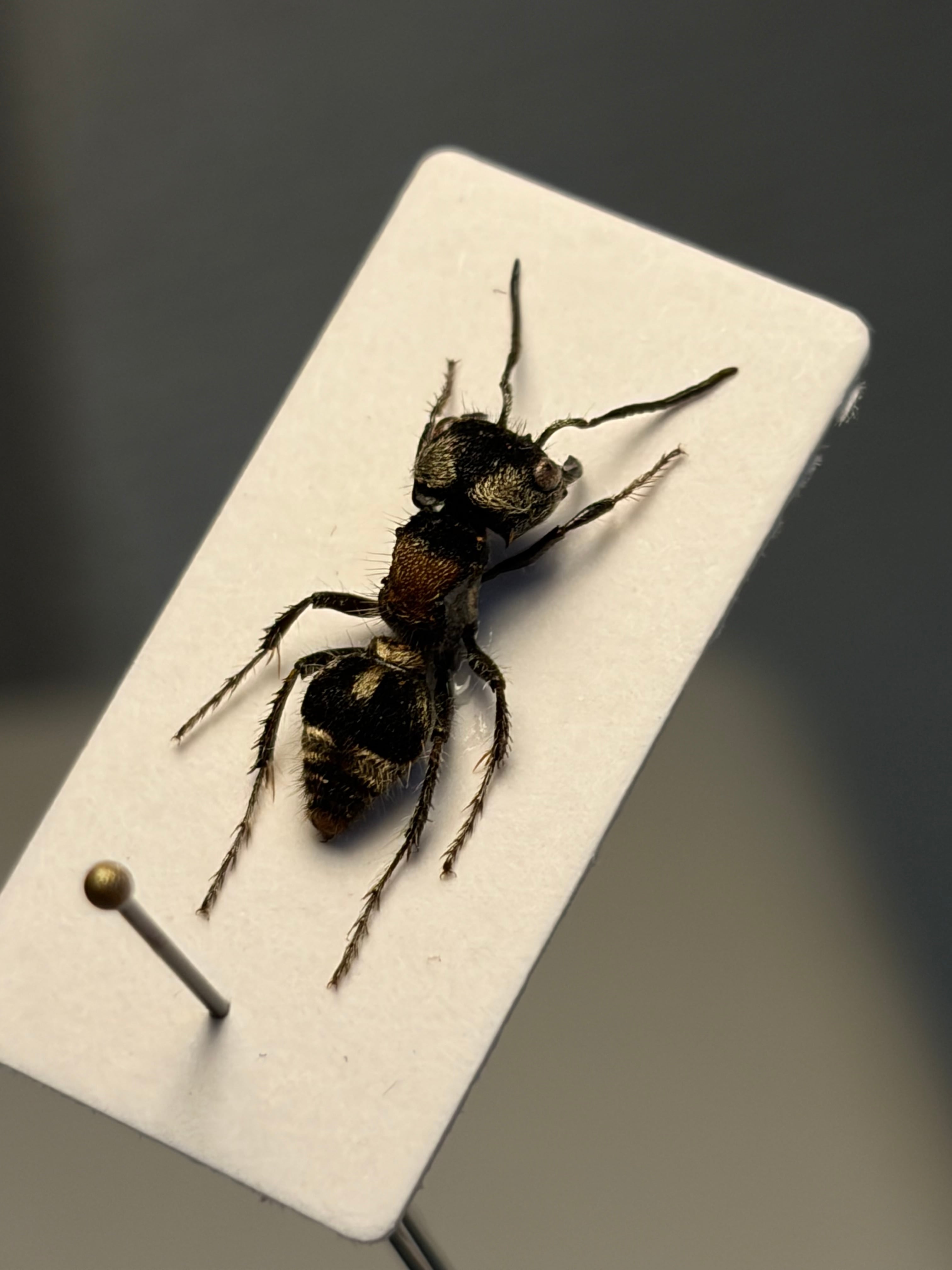 【13mm】オオズアリバチの一種 標本 Mutillidae sp. あり蟻 13mm】オオズアリバチの一種 標本 Mutillidae sp. タランチュラ あり蟻