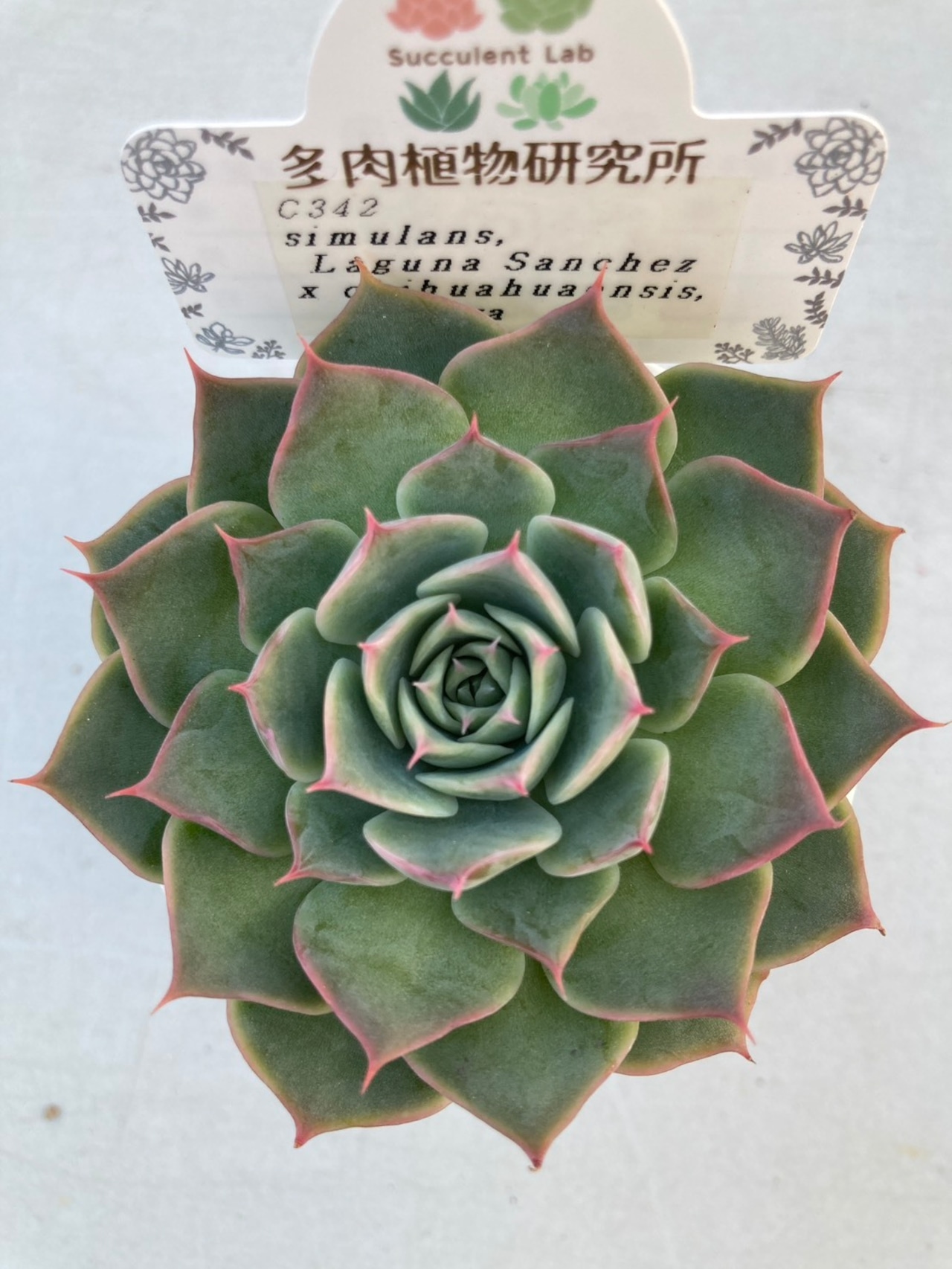 【現物商品】シムランスLS x ジェコラ