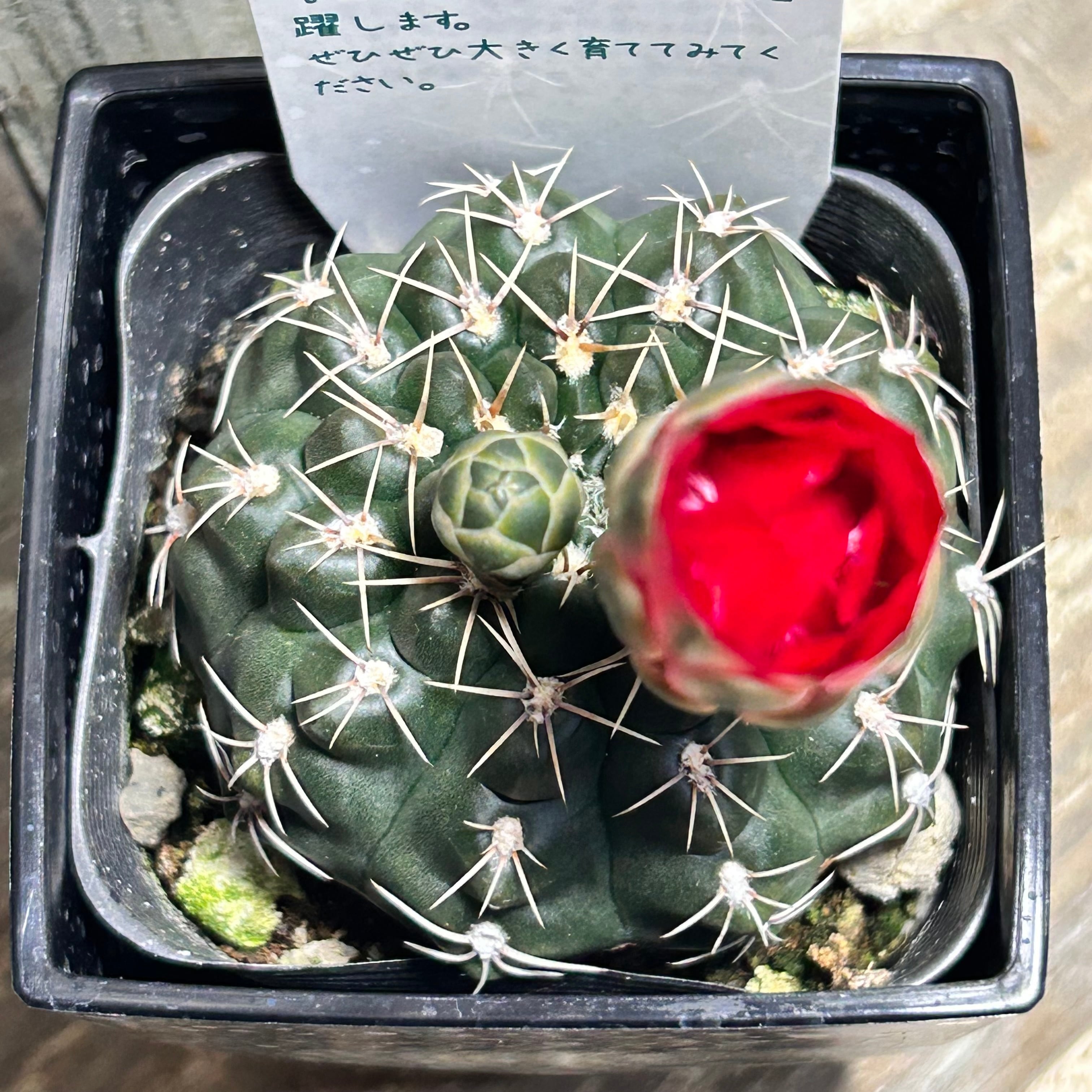 多肉植物　ブラックストライプ錦 D 錦 | RuPo 多肉植物専門店