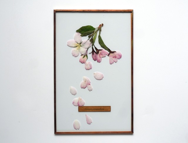 Sakura Glass Specimen-16 （山桜のガラス標本）