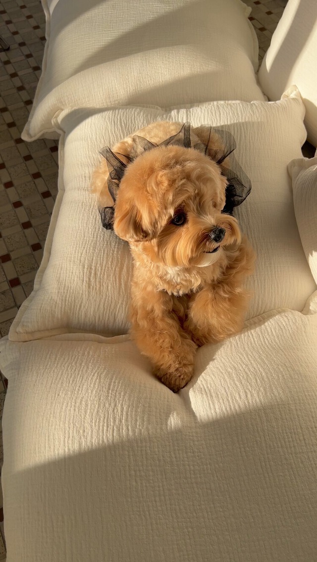 〈即納アイテム〉SICGGU / ムーンライトドレス