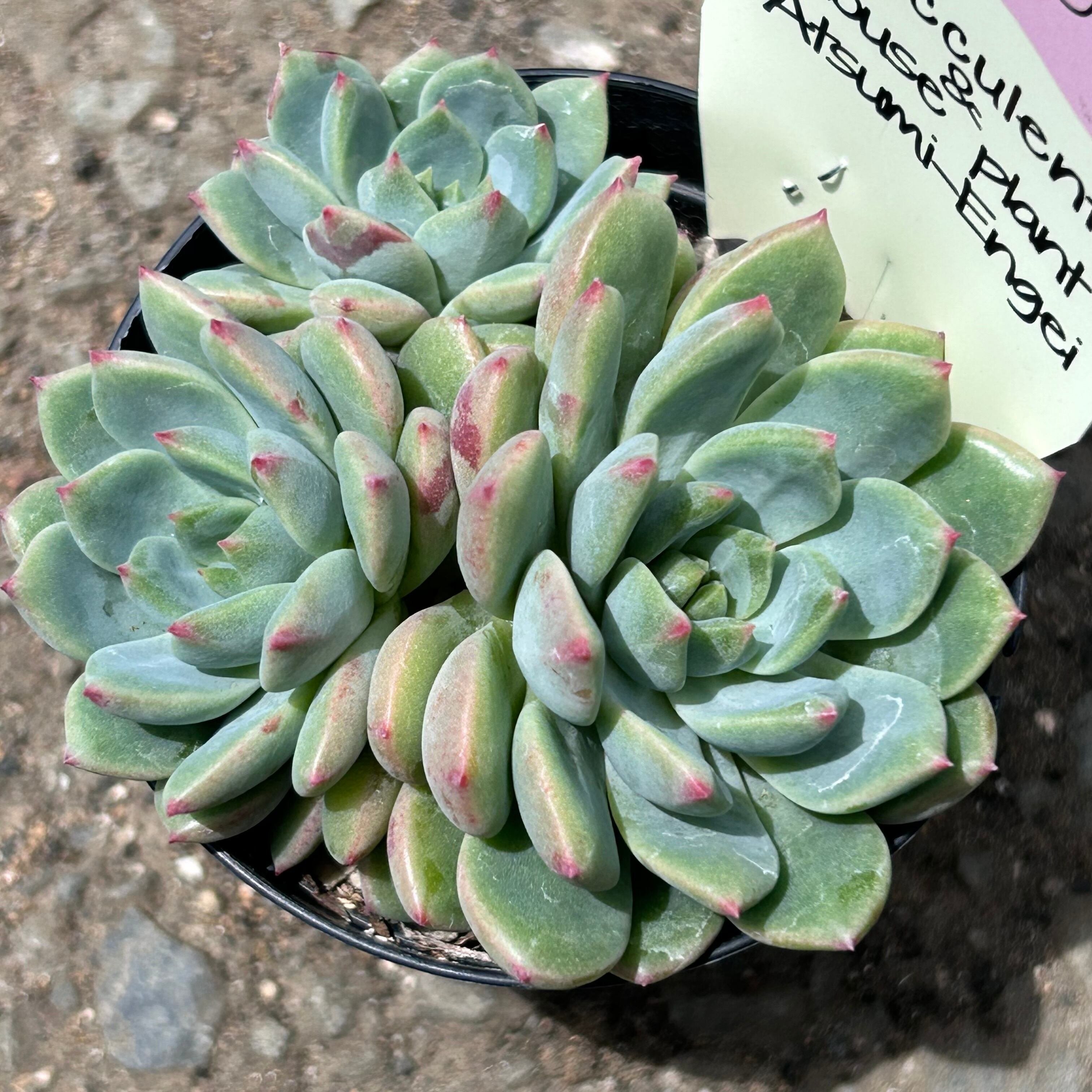 凛華。多肉植物。玉椿。根付き。二つで3cm. 凛華様専用。多肉植物