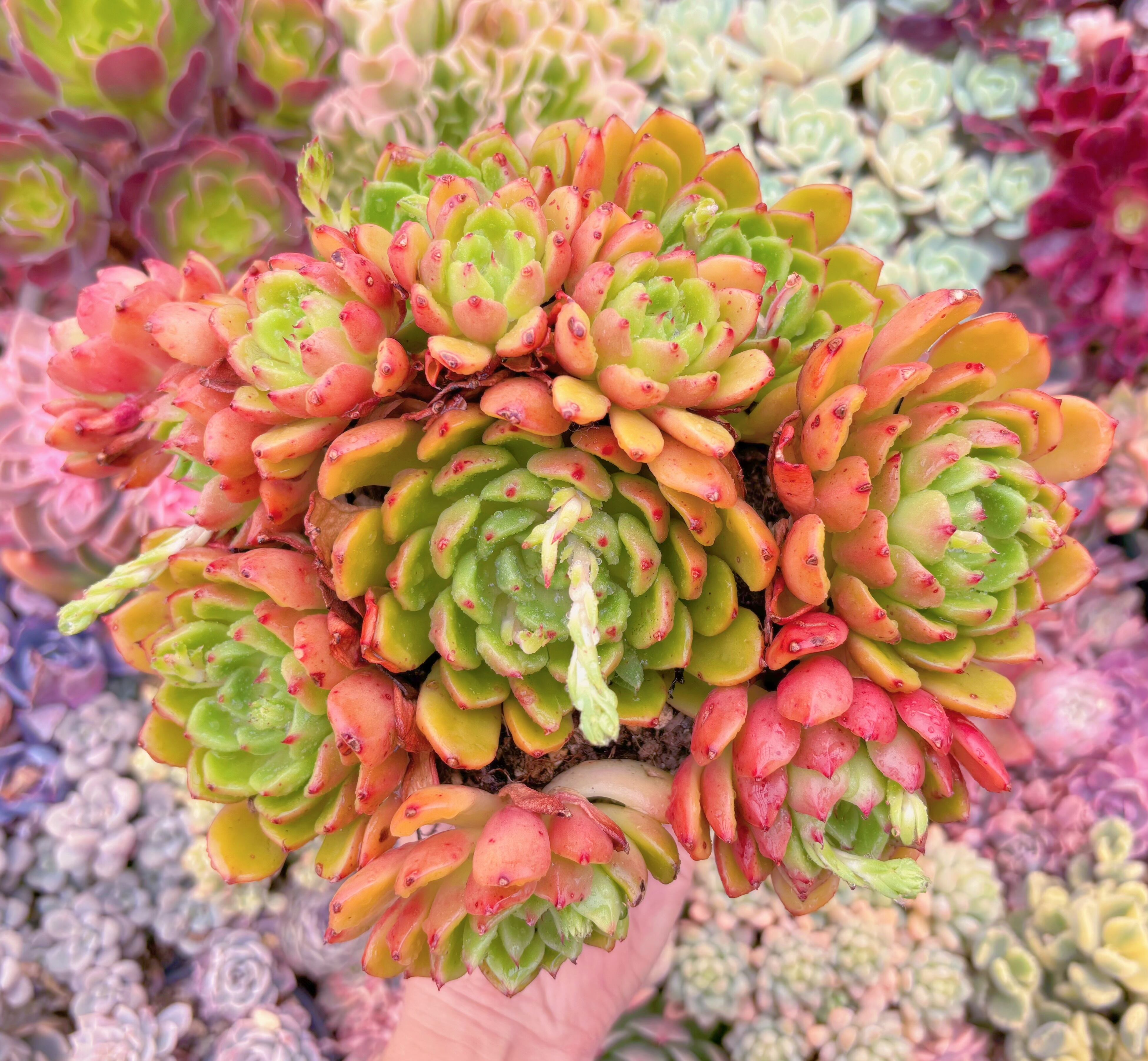 現品　新品種　油画#1159　特特大群生　新入荷