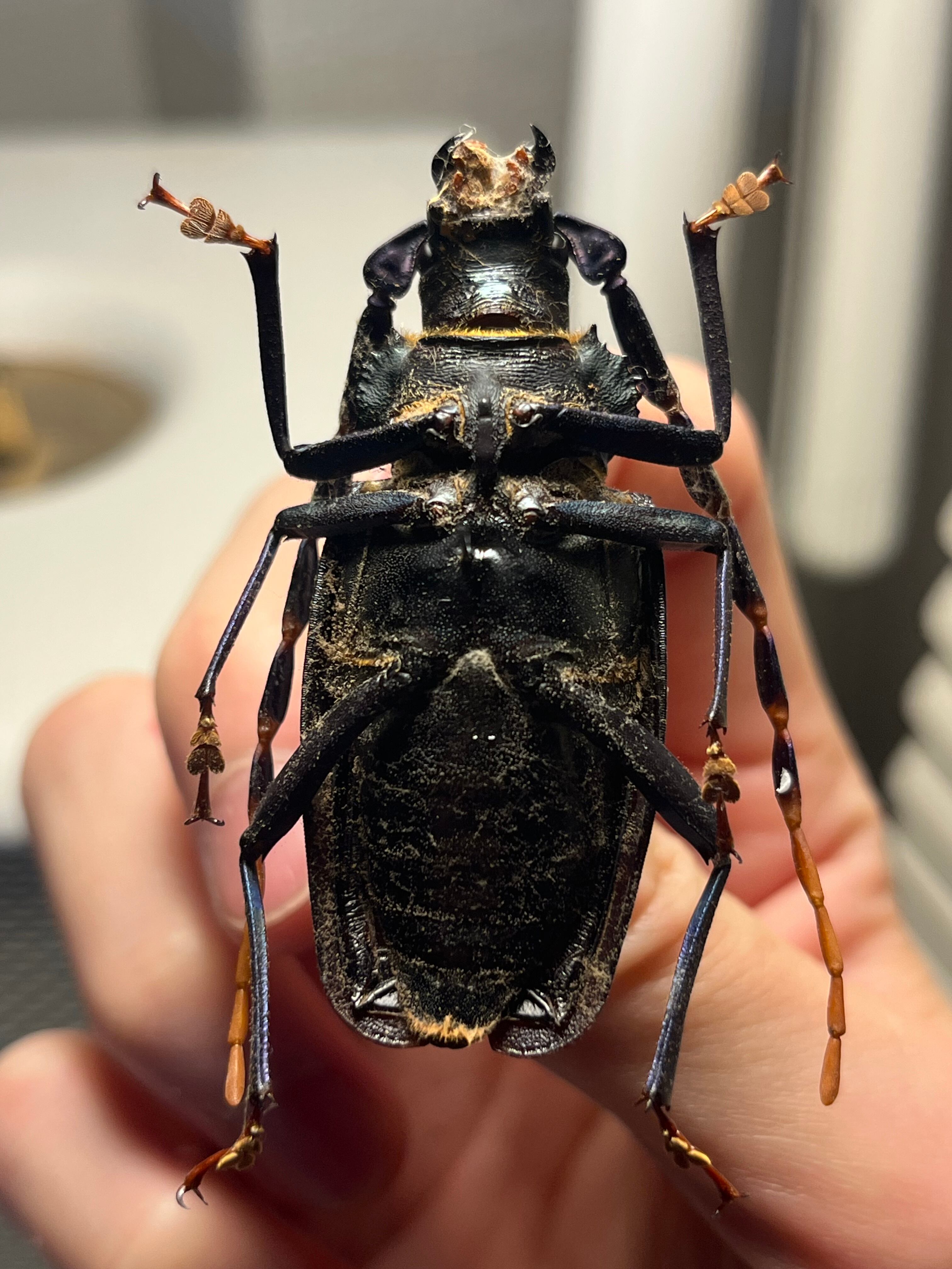 53mm】ルリヒゲノコギリカミキリ 標本ナンベイオオタガメ ハナムグリ