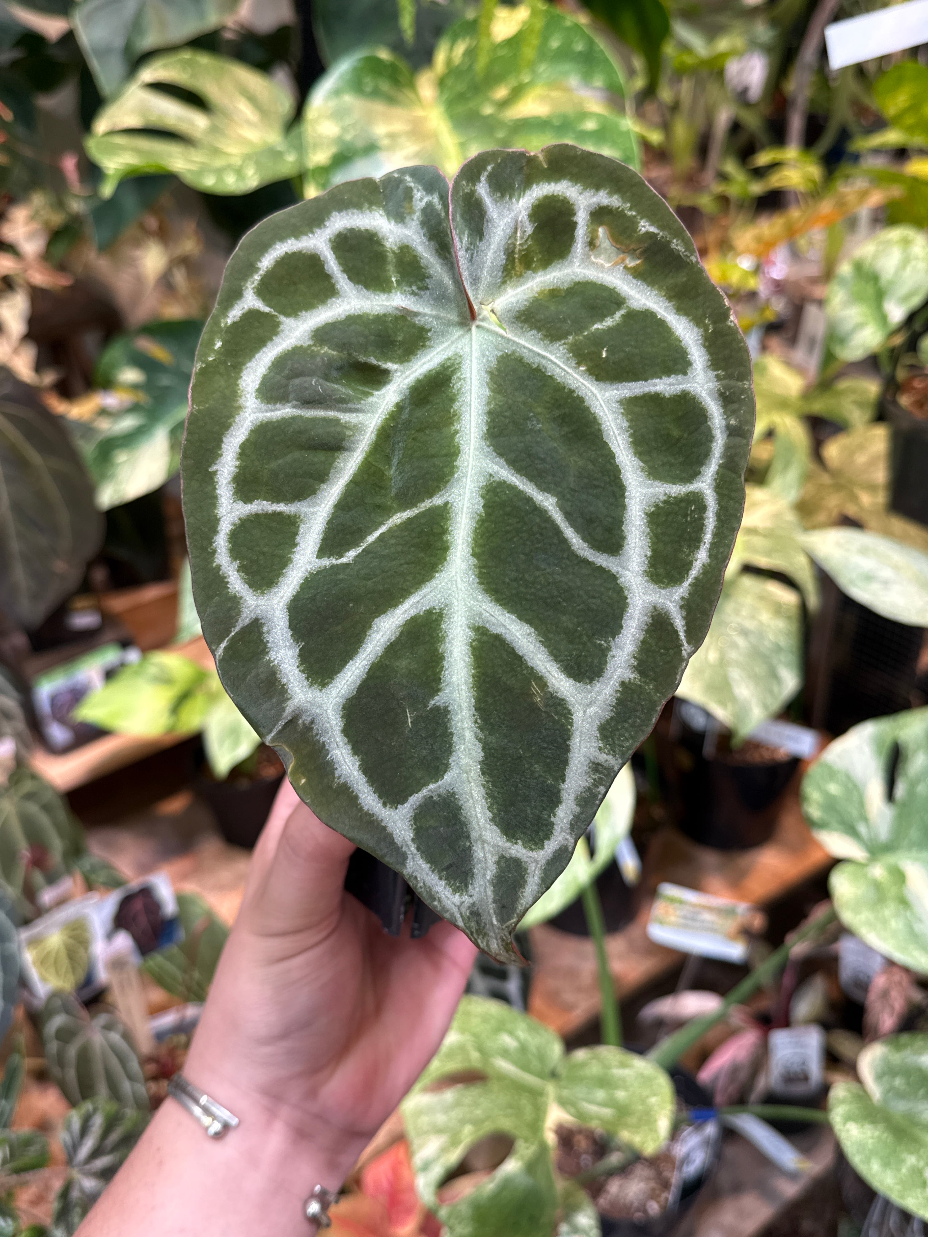 057 Anthurium 'Dorayakl Silver' x 'Angels Dream' x 'Red crystal