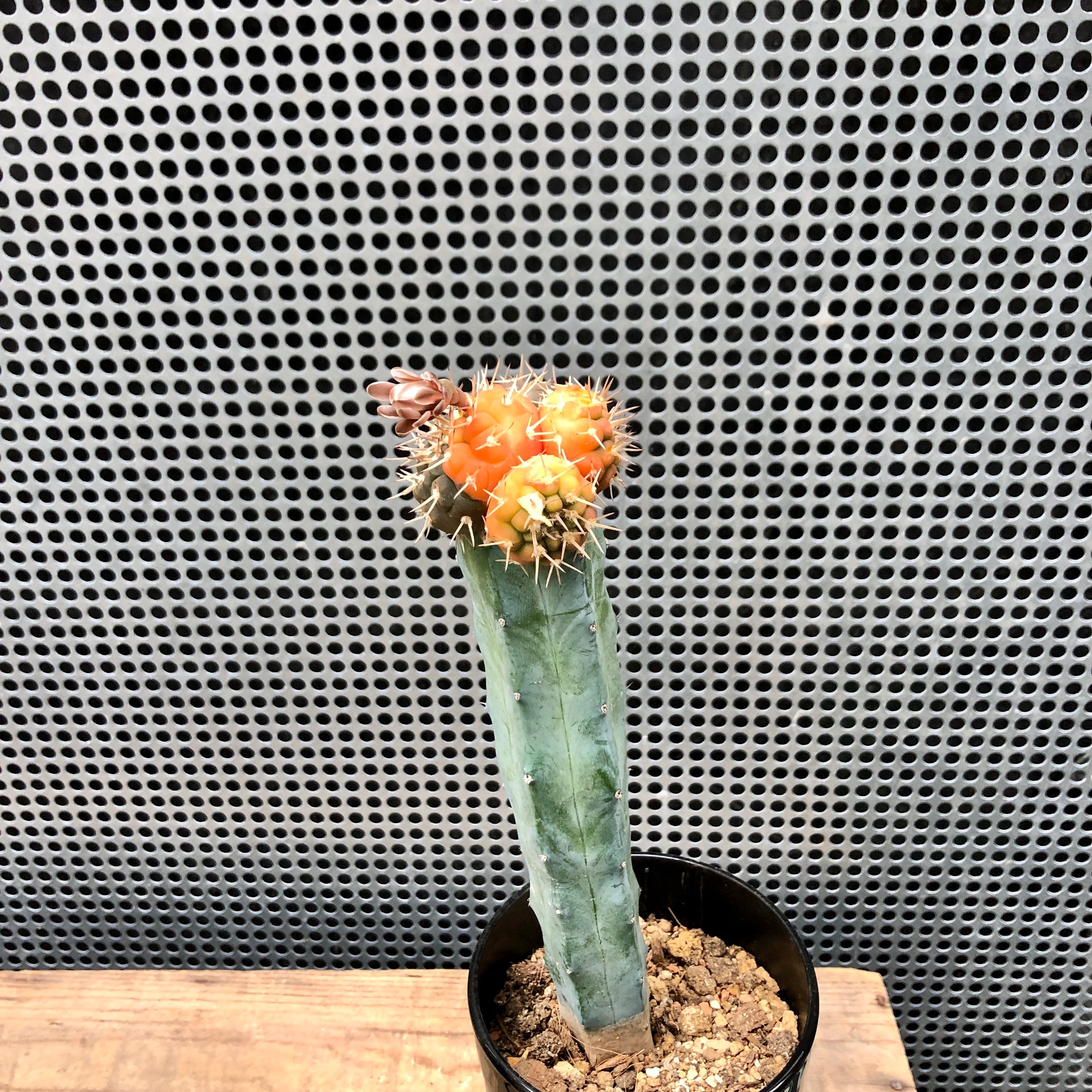 接ぎサボテン | ハルカゼフラワー