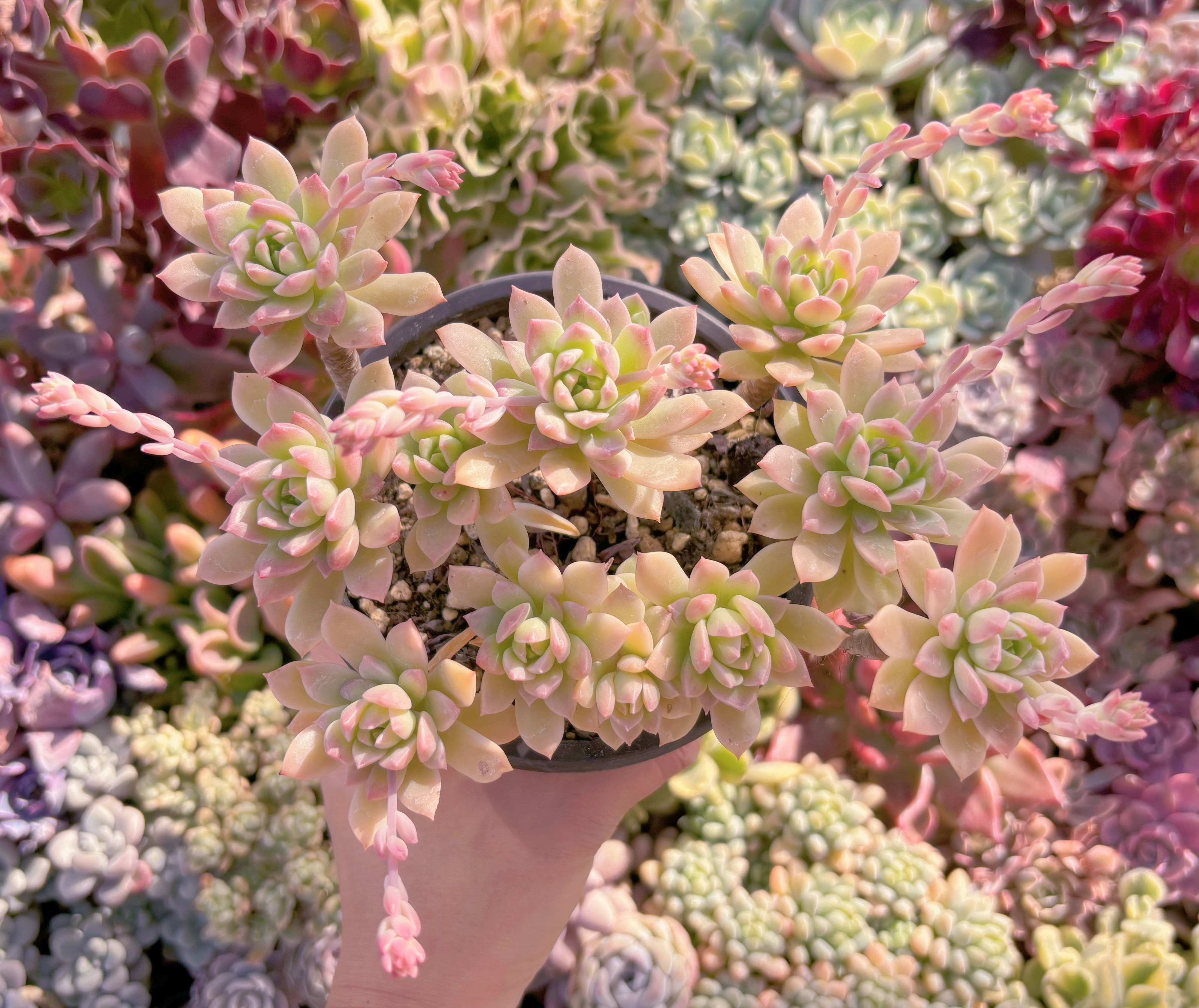 現品　マッコス錦#533　るる農園