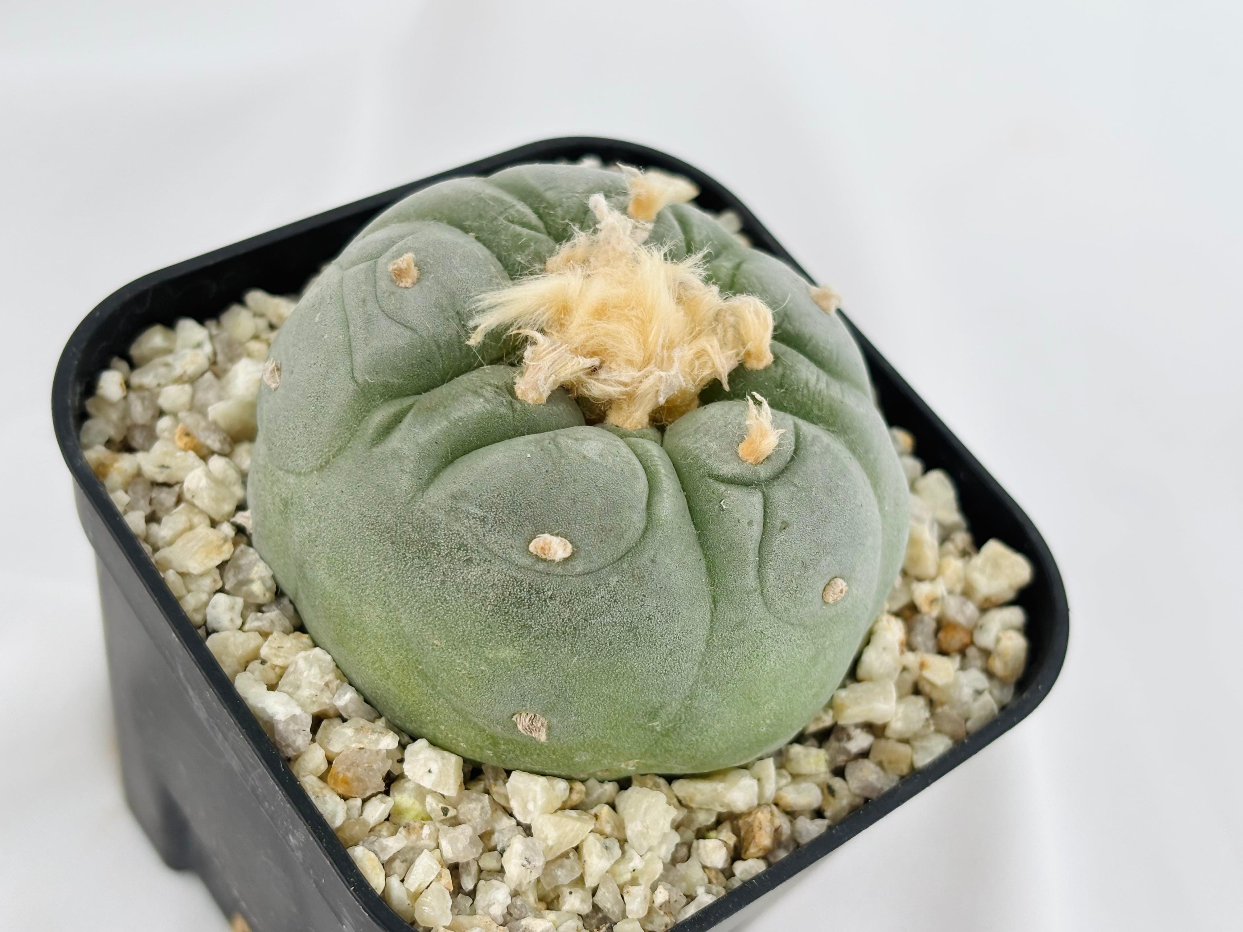 Lophophora williamsii var. decipiens ロフォフォラ 大疣銀冠玉