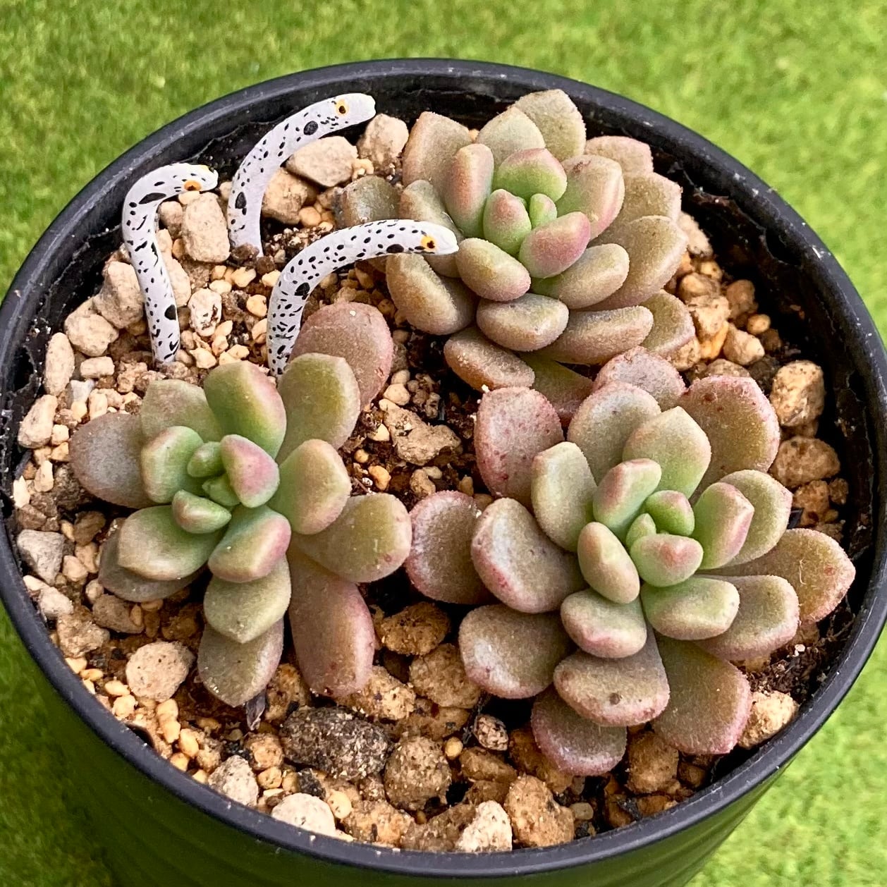 多肉植物 だるま姫秀麗×スプリングワンダー 3カット✂️ つぶつぶ屋