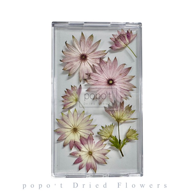 アストランティア  押し花