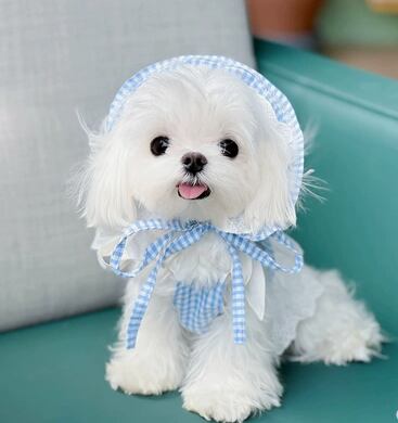 ドッグ 犬 キャット 猫 中型犬 小型犬 チワワ パグ ヨークシャテリア 服カテゴリ ドッグウェア 室内着 ドレス ワンピース リボン 薄手 かわいい 上品 おしゃれ 主役級 存在感 ラブリー キュート プリンセス ギンガムチェック 春 夏 デート お出かけ お泊まり パーティー イベント リゾート 旅行 海 公園 休日 バカンス 記念日 散歩 室内 お揃い コーデ 清楚 インスタ映え XS S M L XL 白 ホワイト 水色 ブルー