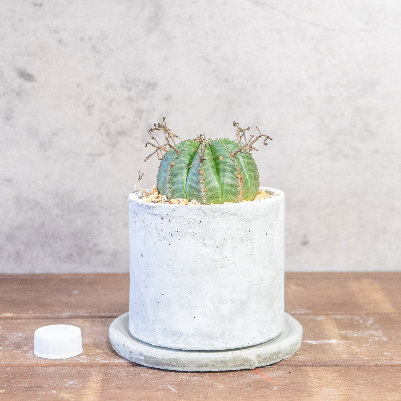 球体に稜線が走る端正な姿。手づくりモルタル鉢で楽しむユーフォルビア・バリダ（中型株・幅8cm）｜虫発生抑制（全国一律送料850円）