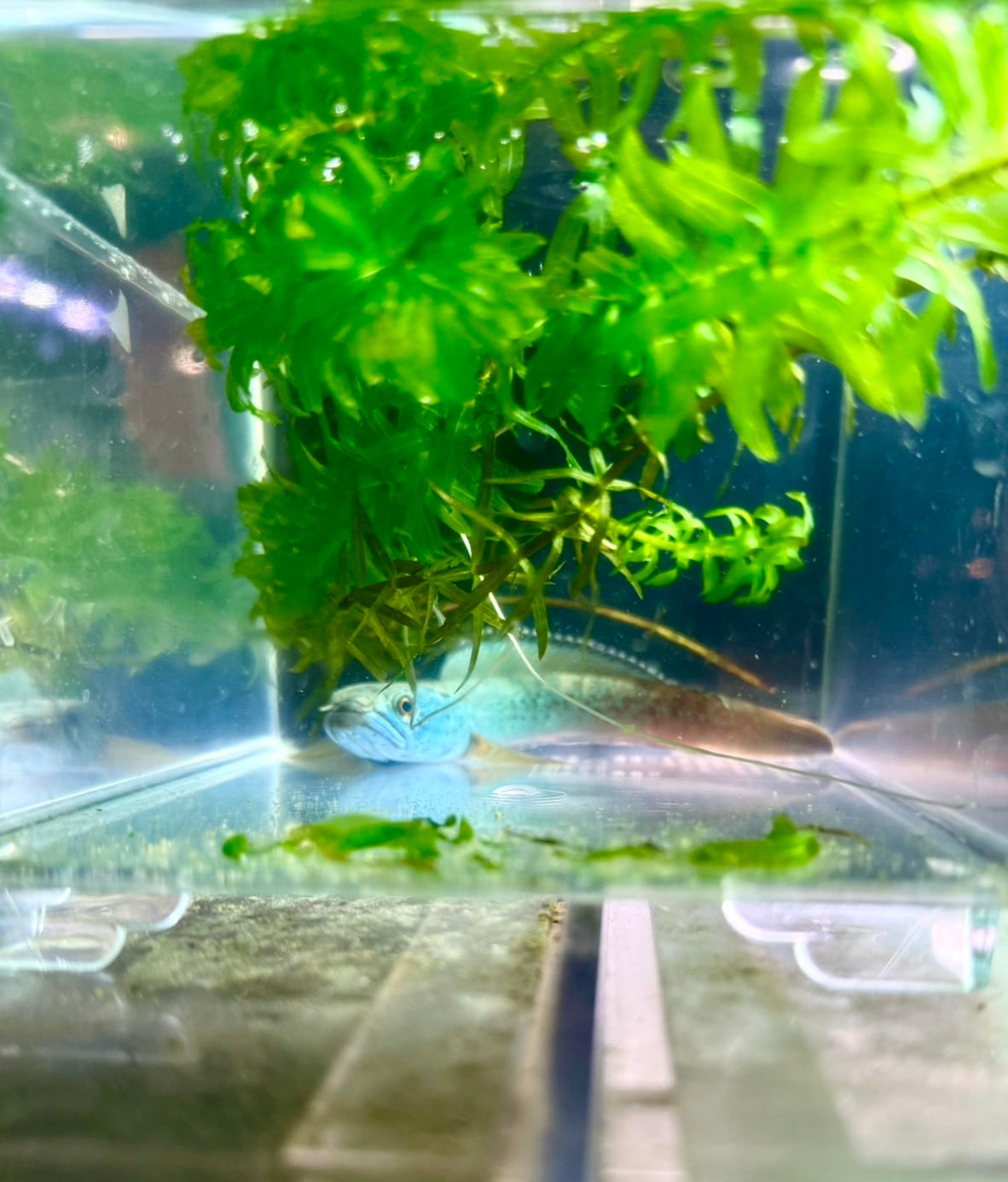 チャンナアリストネイ レッドモザイク @ | THE AQUARIUM ISE