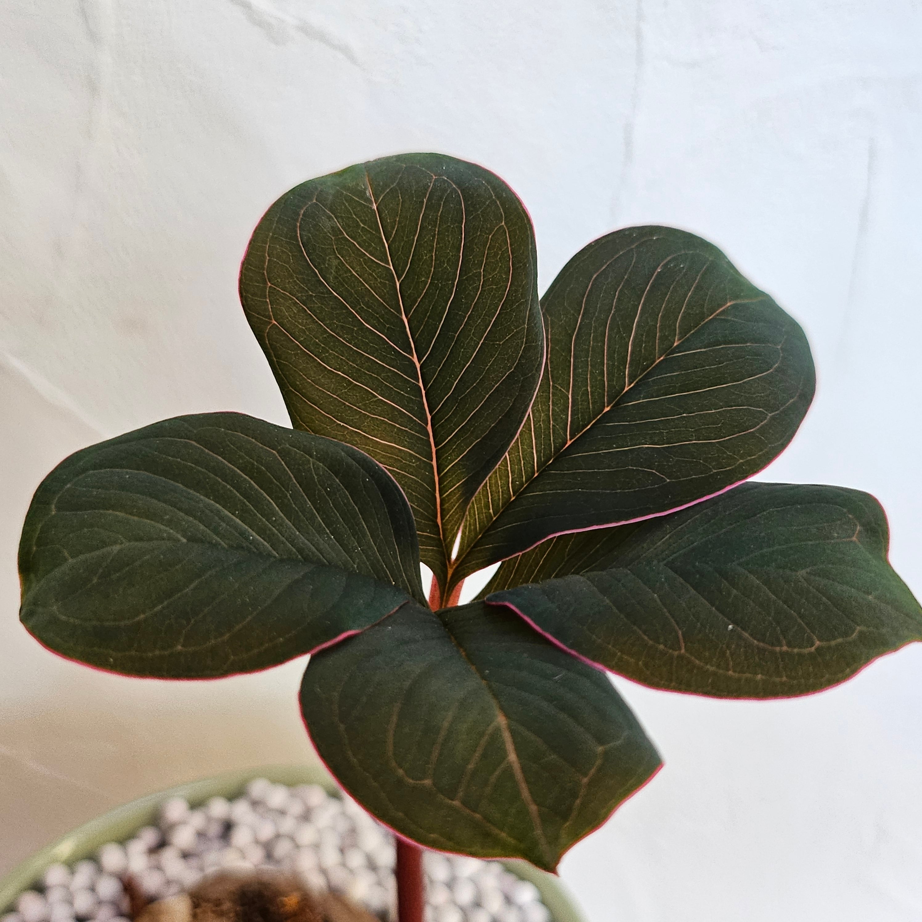 ♡レア〚 アモルフォファルス アトロビリディス 〛 Amorphophallus