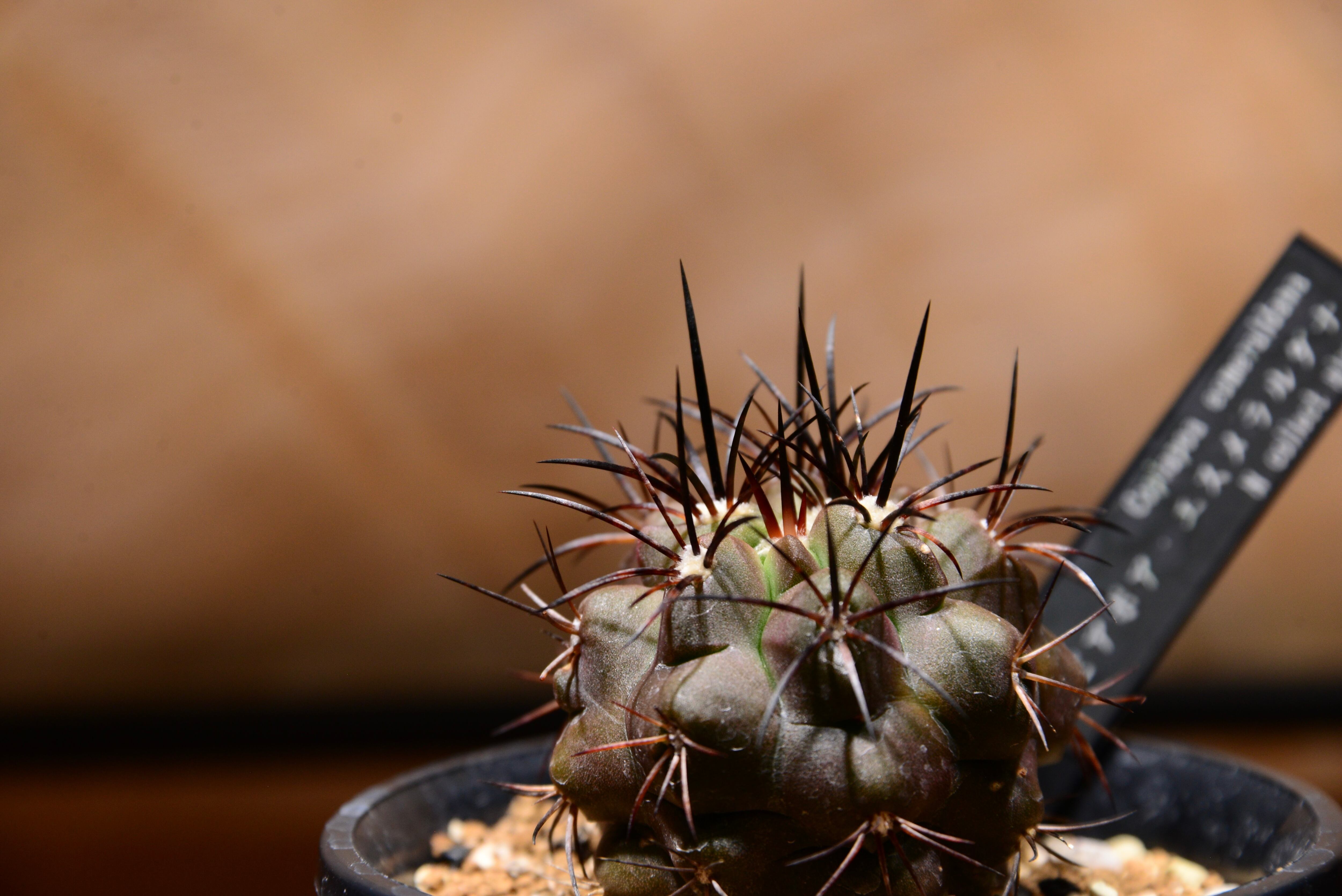 コピアポア エスメラルダナ〈実生〉 | N collect plants