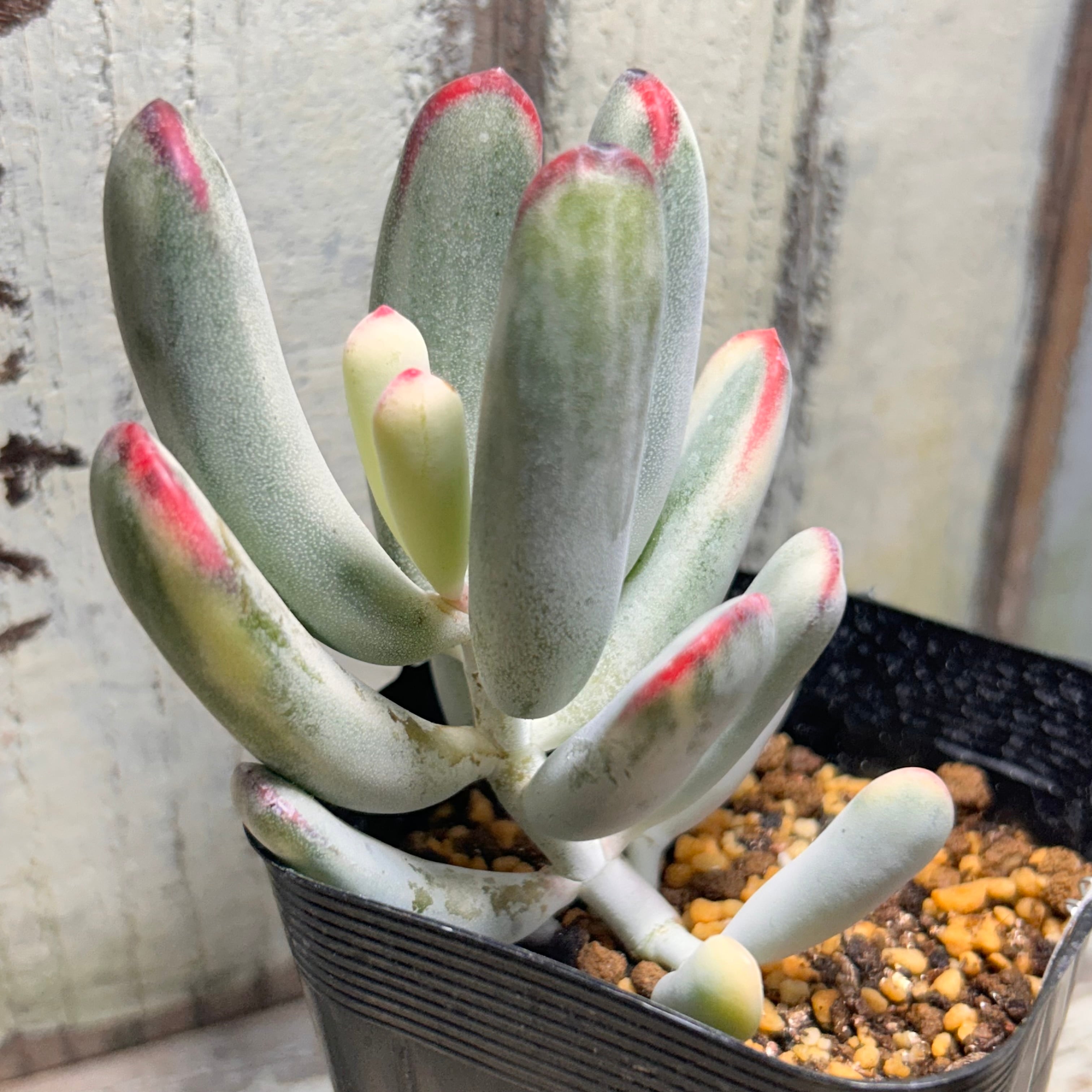 錦 | RuPo 多肉植物専門店