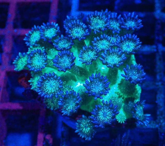 Goniopora BaliGlittert
