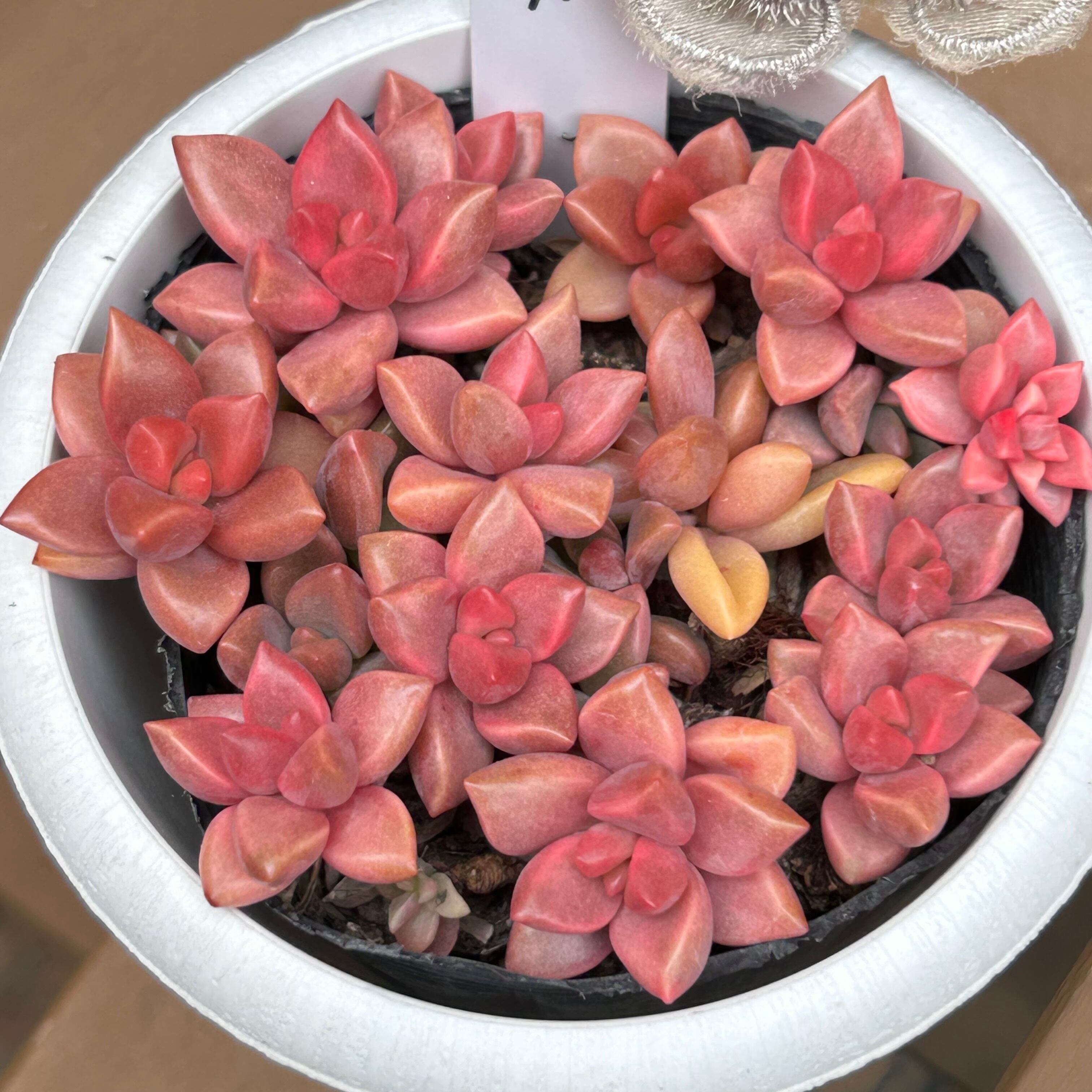 ピーチ姫 | RuPo 多肉植物専門店