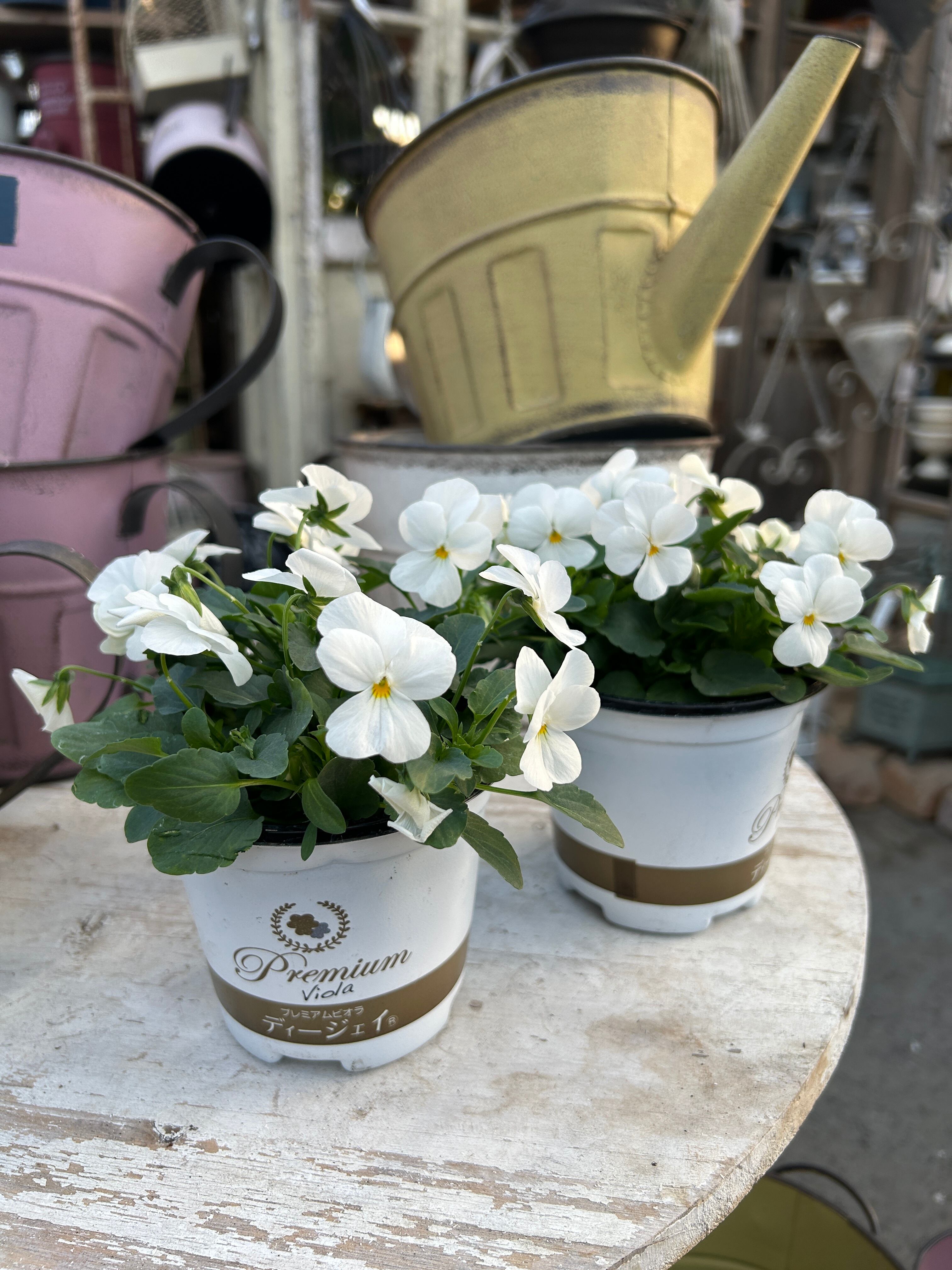 大苗❤️美苗✨ピンクオパリナ錦✨ シー・ユー・イン・ピンク（大苗予約）7号鉢植え《農林水産省 登録品種