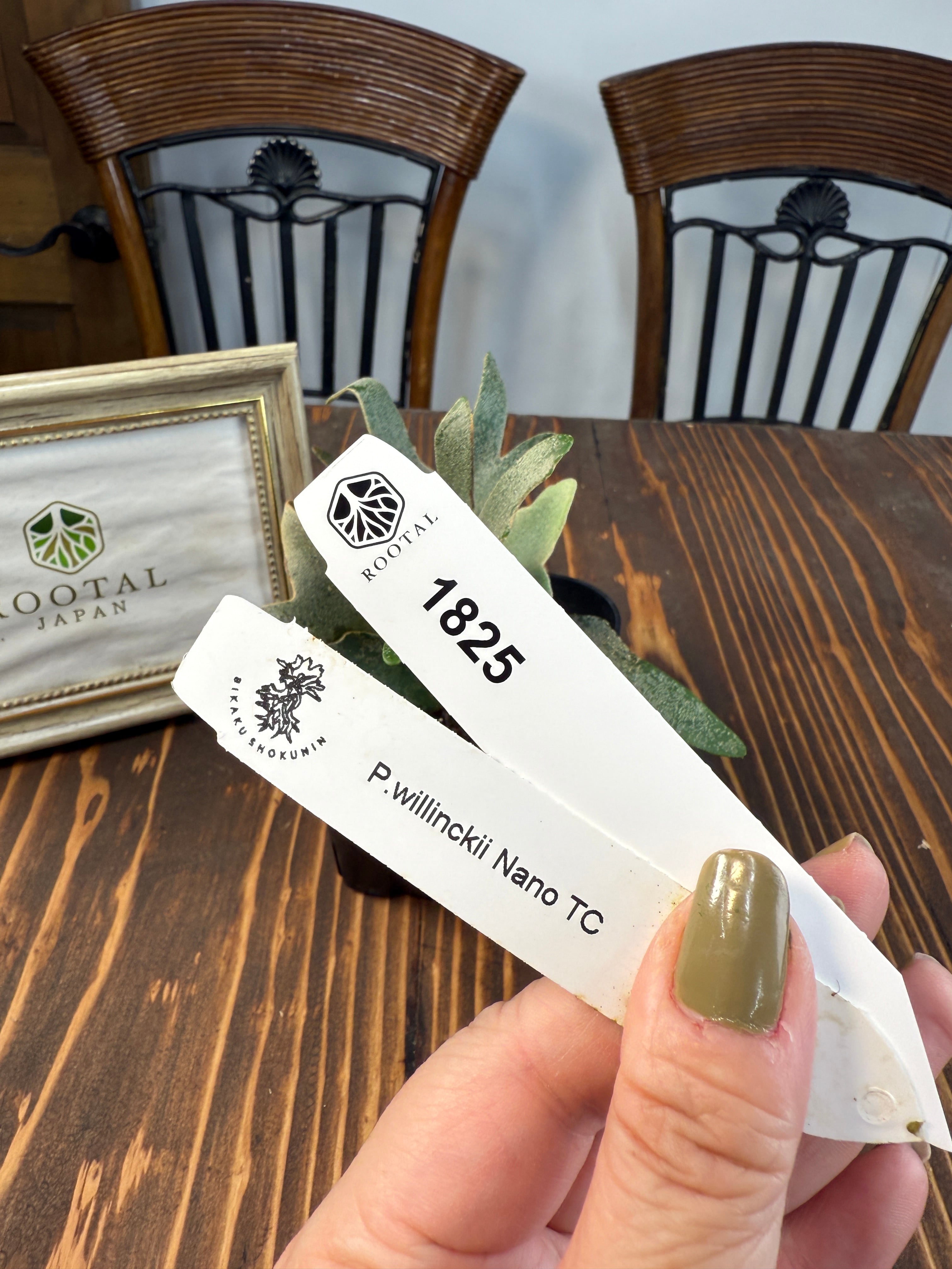 ビカクシダ | ROOTALPLANTS