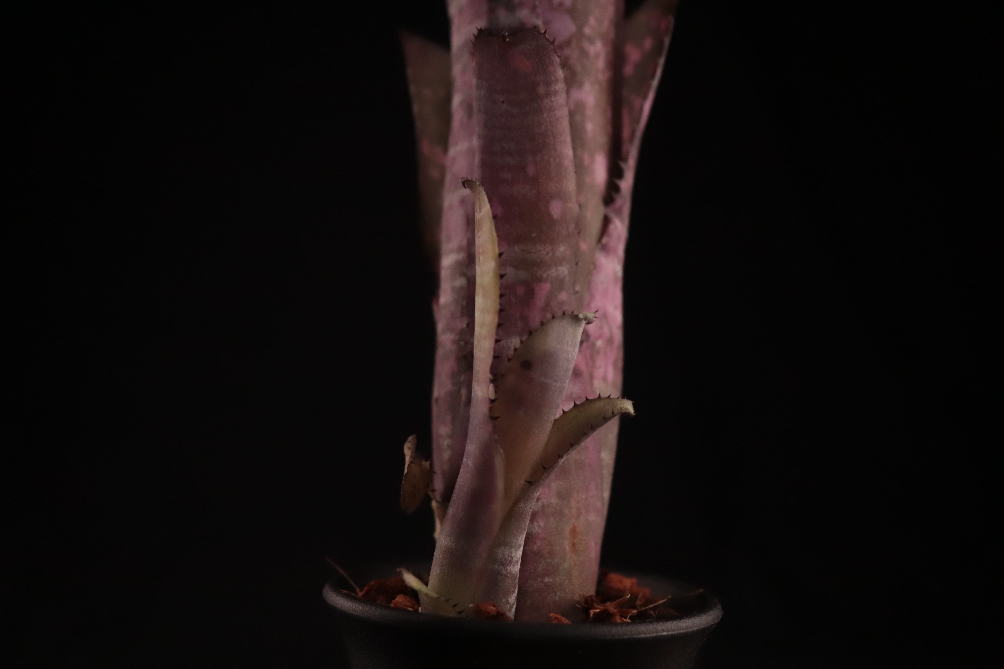 送料無料】Billbergia 'Moulin Rouge'〔ビルベルギア〕現品発送B0129