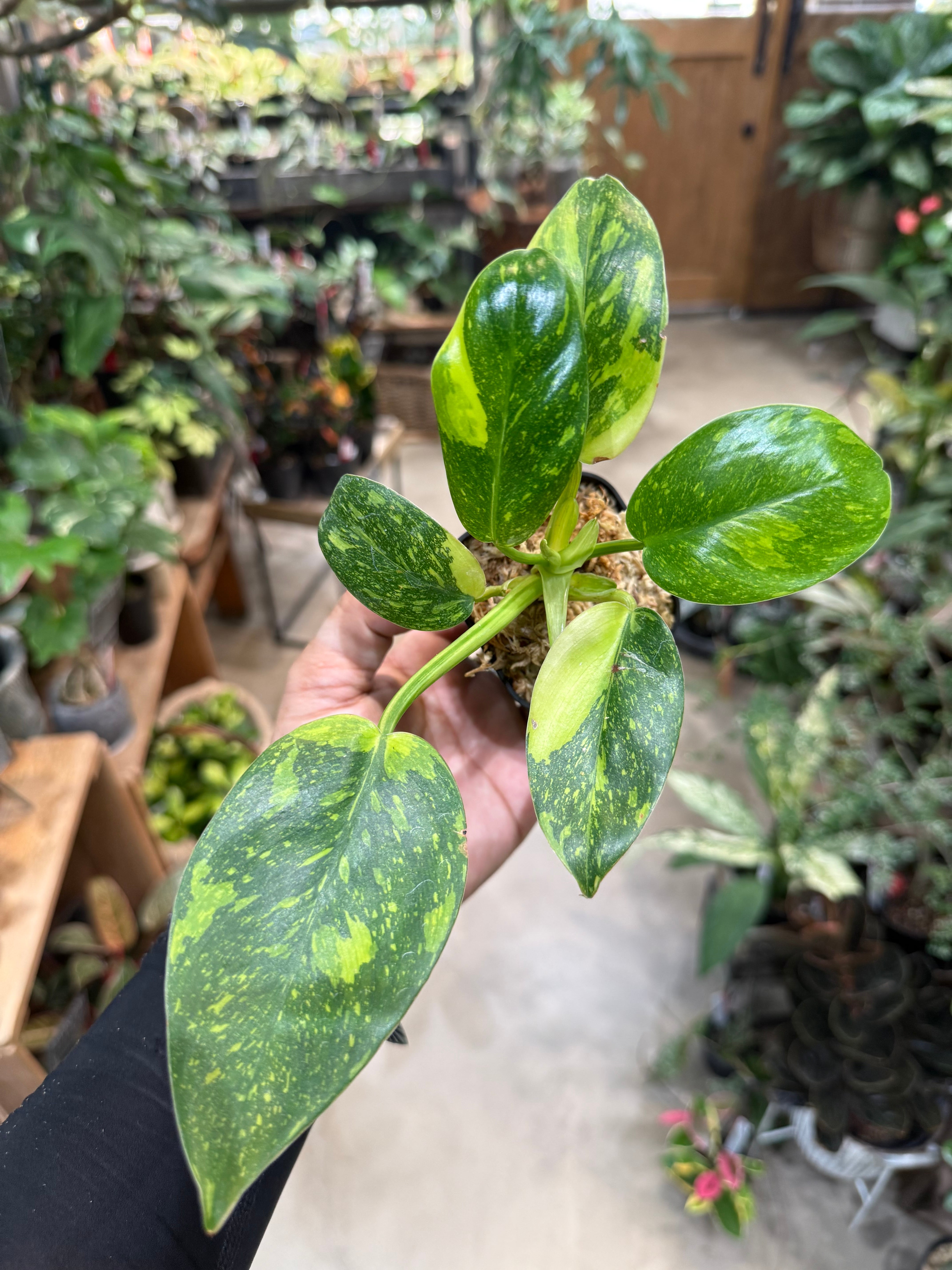 A フィロデンドロン グリーンコンゴ バリエガータ | MIDORIYA 観葉植物
