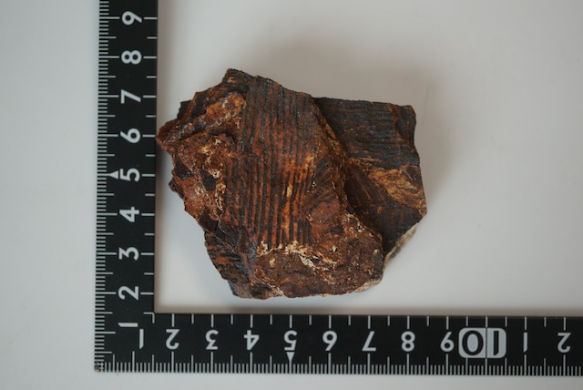 スウェーデン産シダ植物化石 Dictyophyllum exile 1609