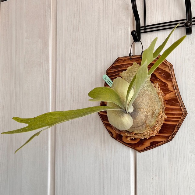 ビカクシダ ネザーランド 板付 【観葉植物 室内 コウモリラン】