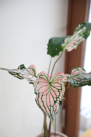 【M】カラジウム ピンクシンフォニー/Caladium