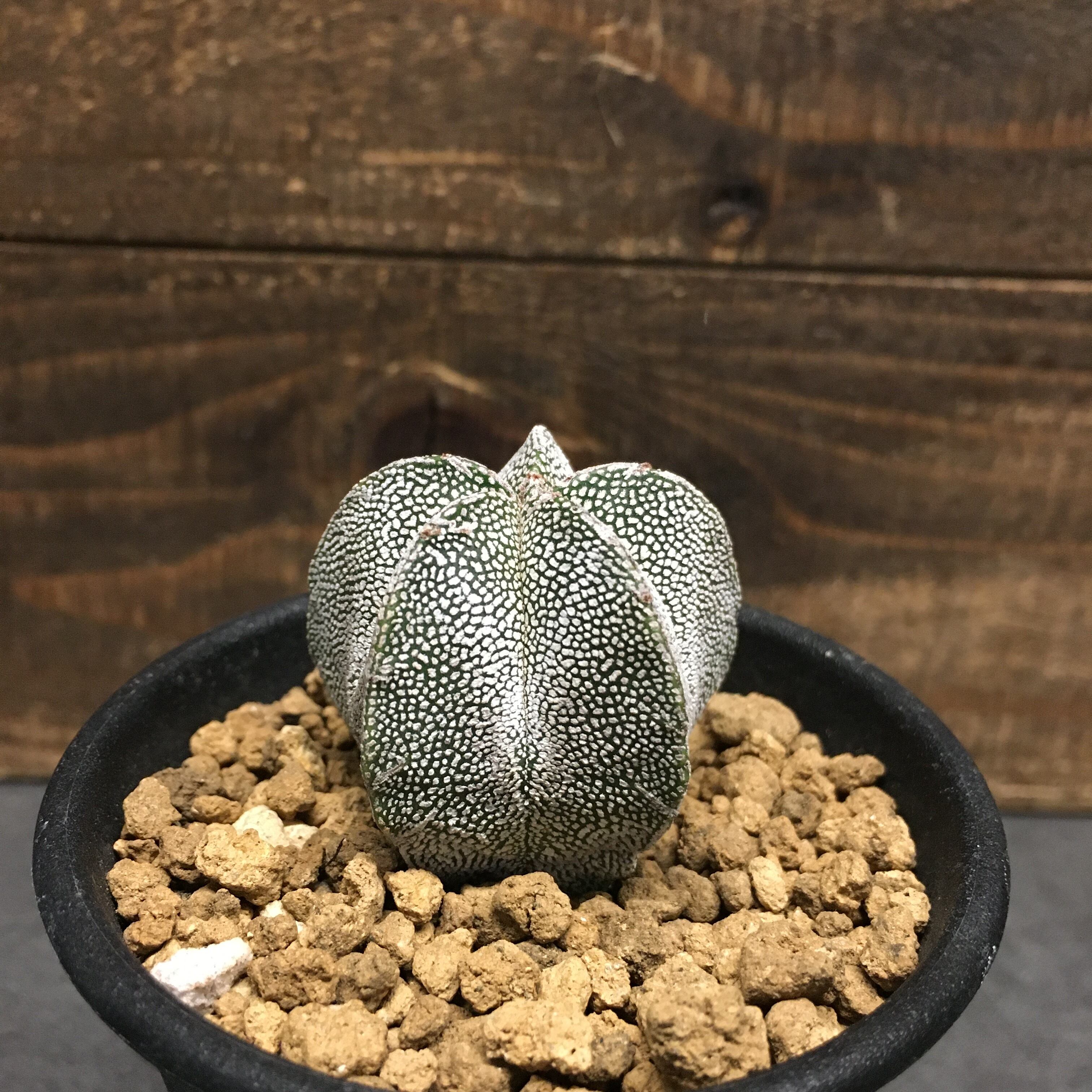 サボテン 恩塚ランポー 実生 小 Protoleaf プロトリーフ サボテン 恩塚ランポー 実生 小 Protoleaf プロトリーフ