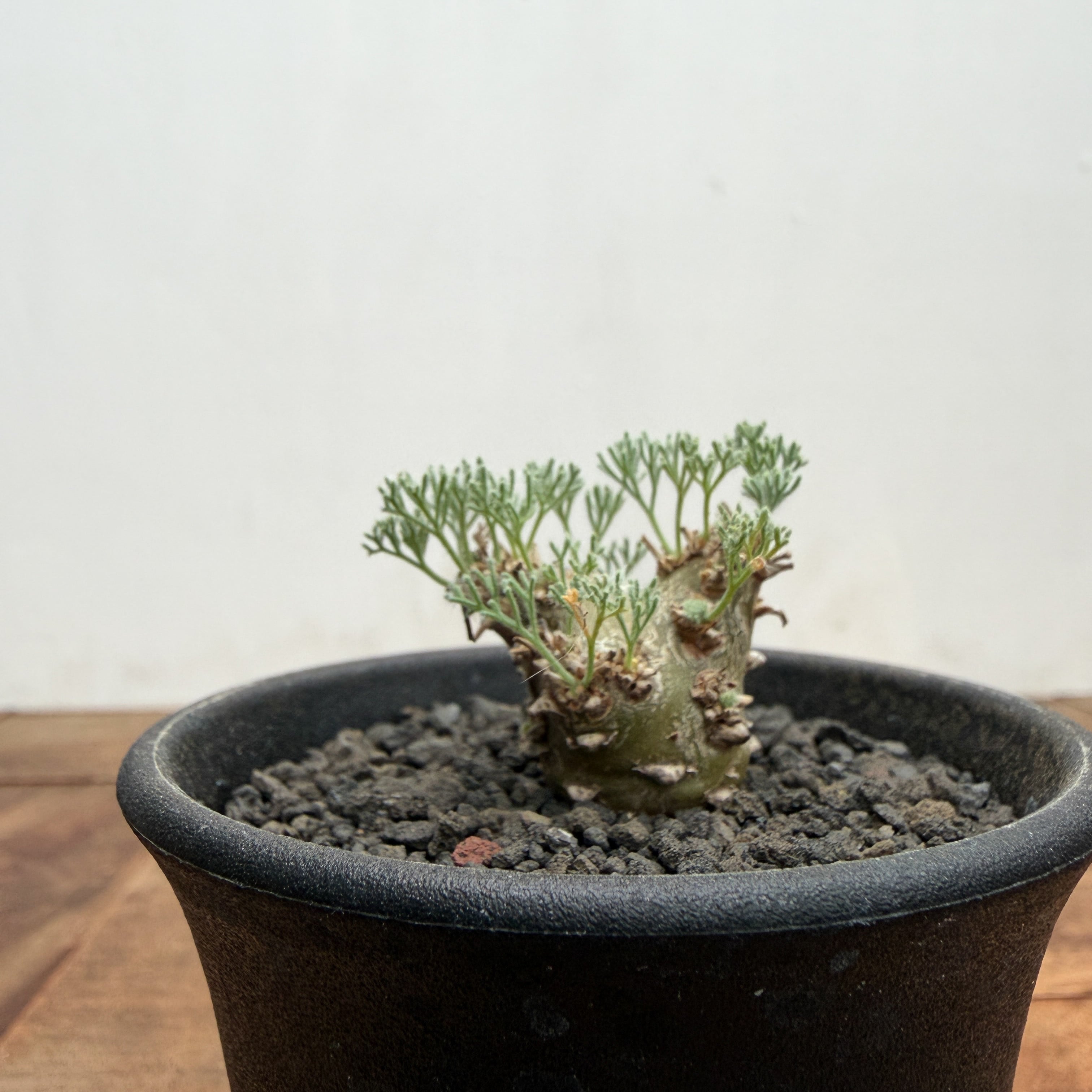 Monsonia peniculina 【モンソニア・ペニクリナム・実生】 | RIMO'S