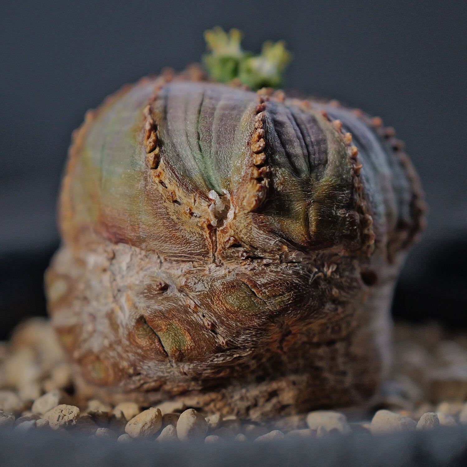 モンスト オベサ (綴化) | LIGHTHOUSE.PLANTS - 海外実生株のオベサ