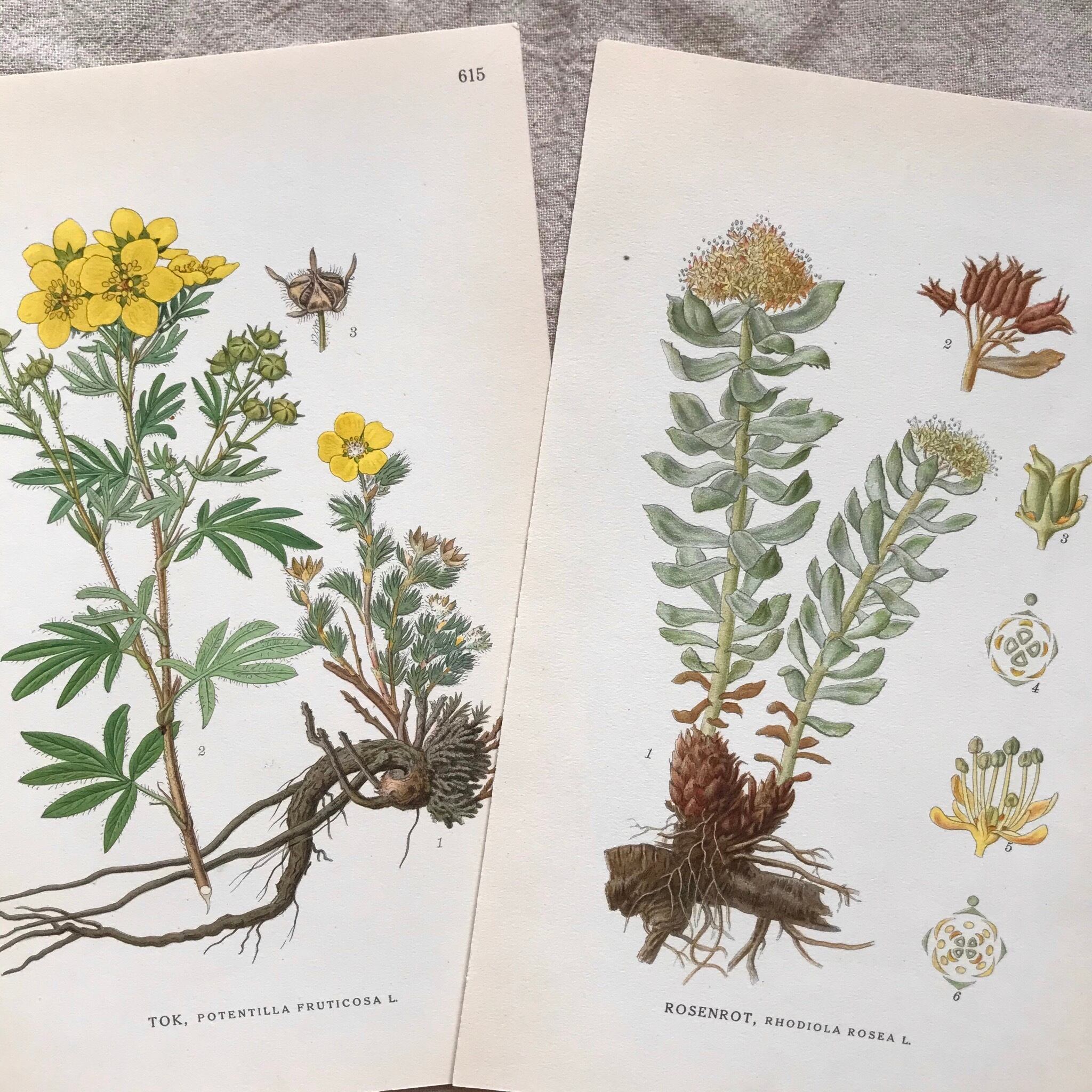 植物の紙セット7