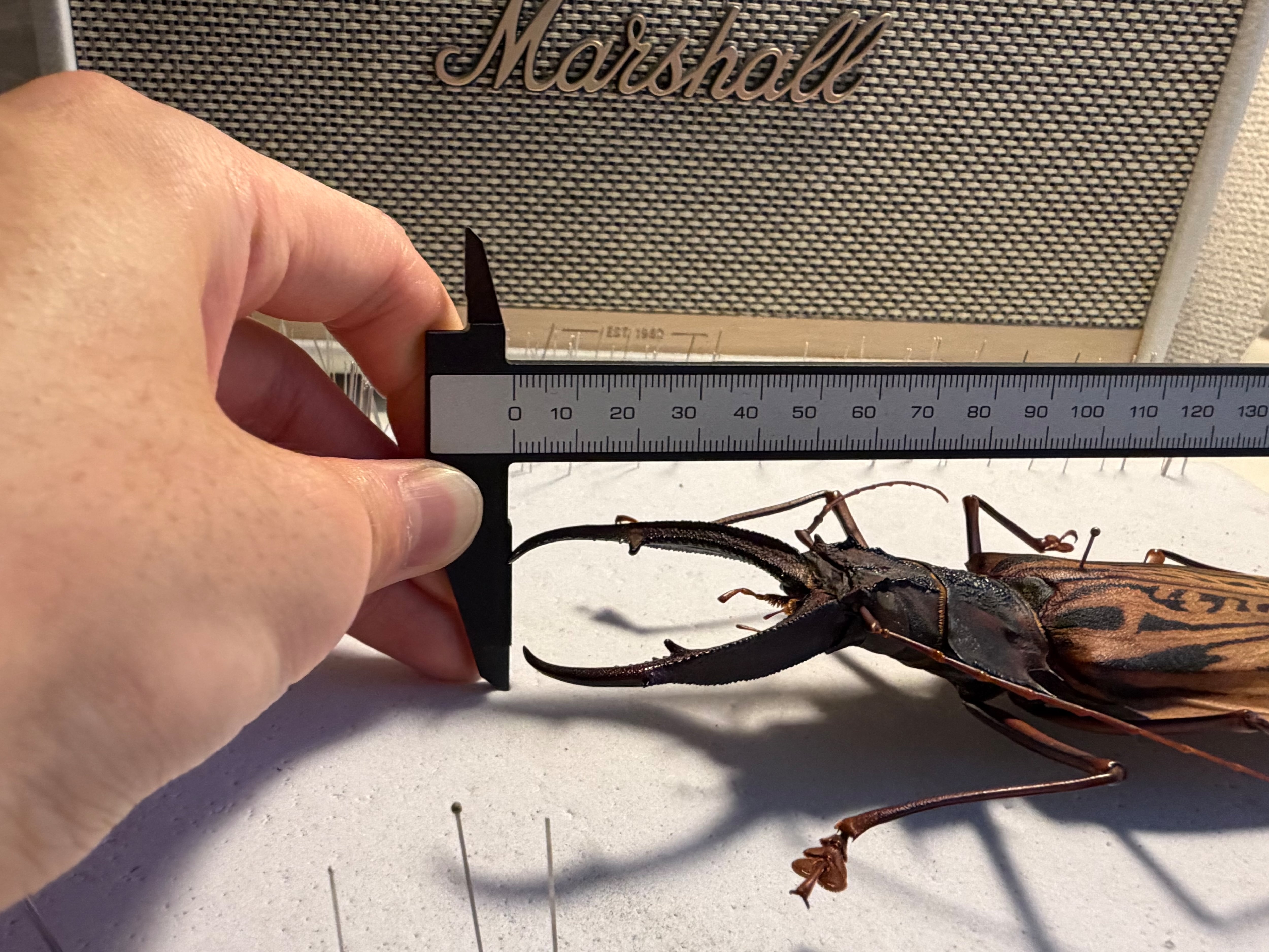 160mm程】オオキバウスバカミキリ標本 Macrodontia cervicornis昆虫