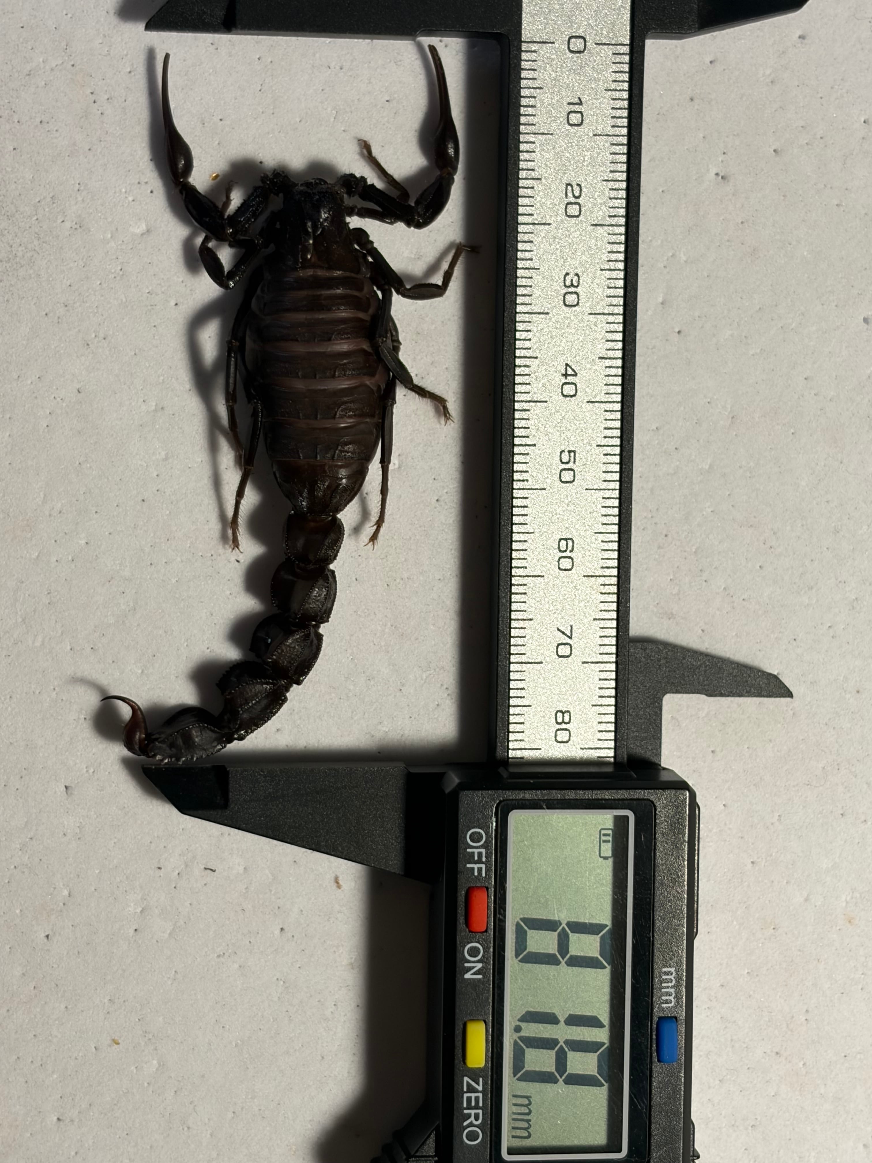 黒いオブトサソリの中でも大型かつマッドな質感のモロッコファット