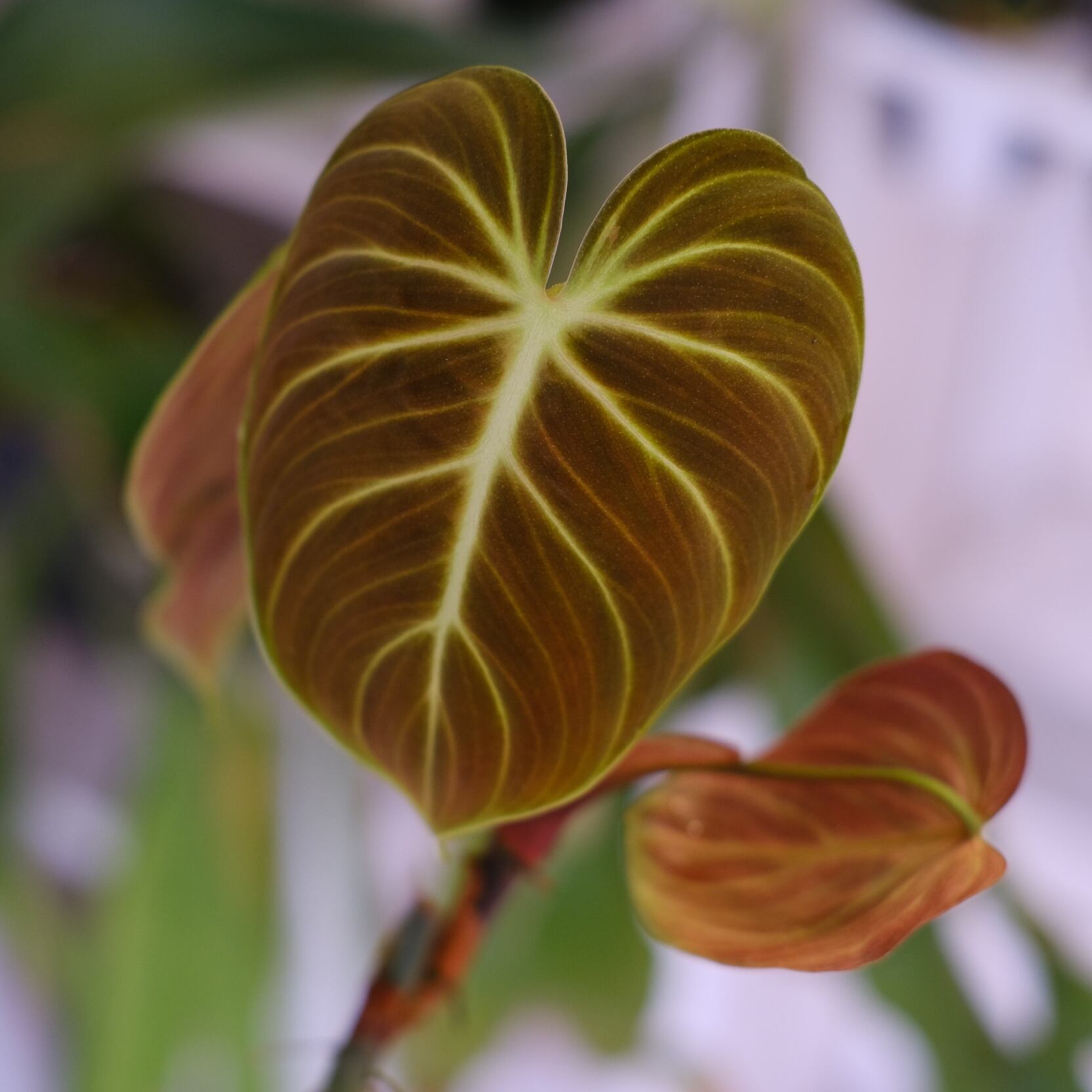 フィロデンドロン / Philodendron | tokyoplants / 観葉植物専門店