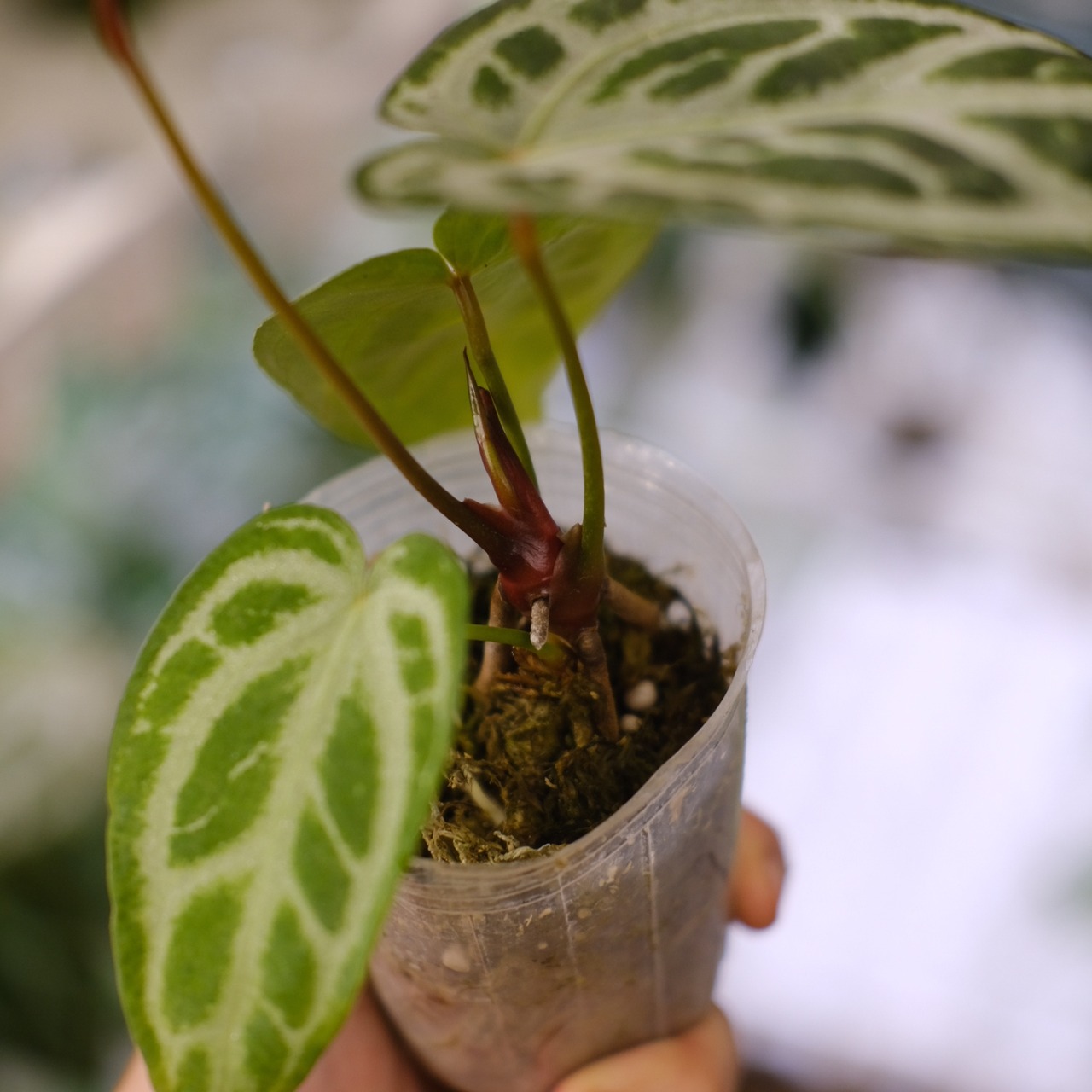 Red Crystallinum × Silver Blush / アンスリウム・レッド クリスタリナム × シルバーブッシュ②