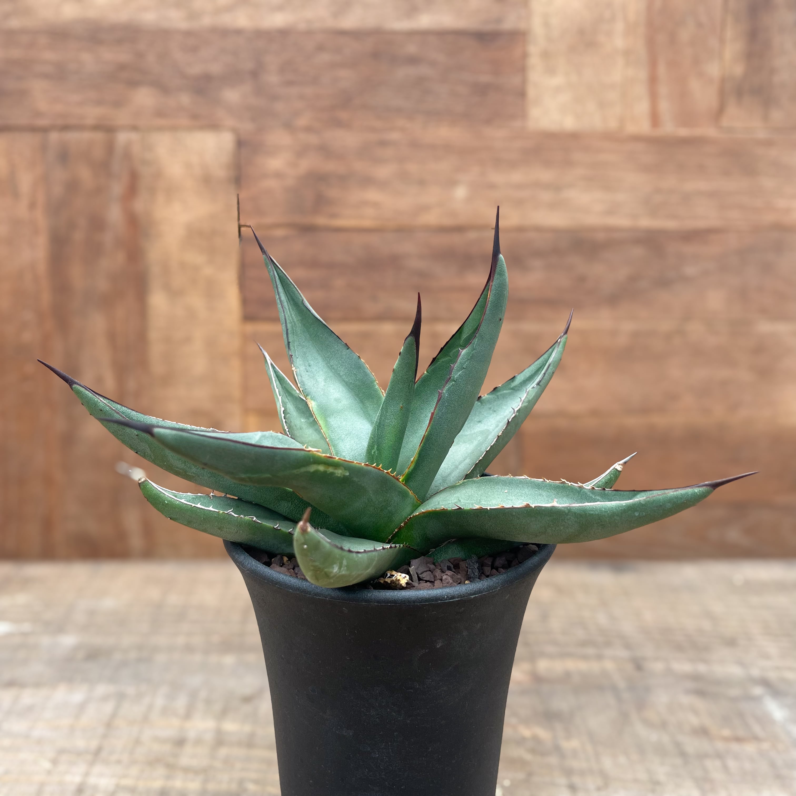 Agave nigra “Shark Skin”【アガベ・ニグラ・シャークスキン  