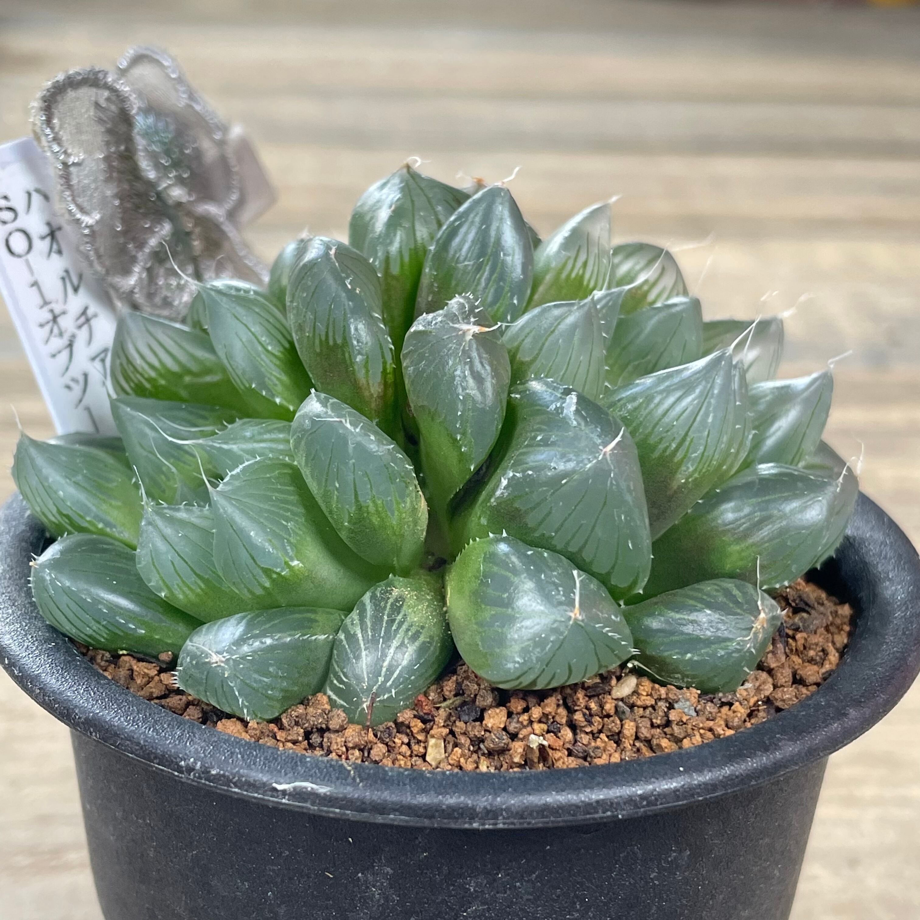 T) SO-1オブツーサ ハオルチア | RuPo 多肉植物専門店