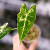 アロカシア グリーンベルベット / Alocasia Green Velvet⑫ / 観葉植物