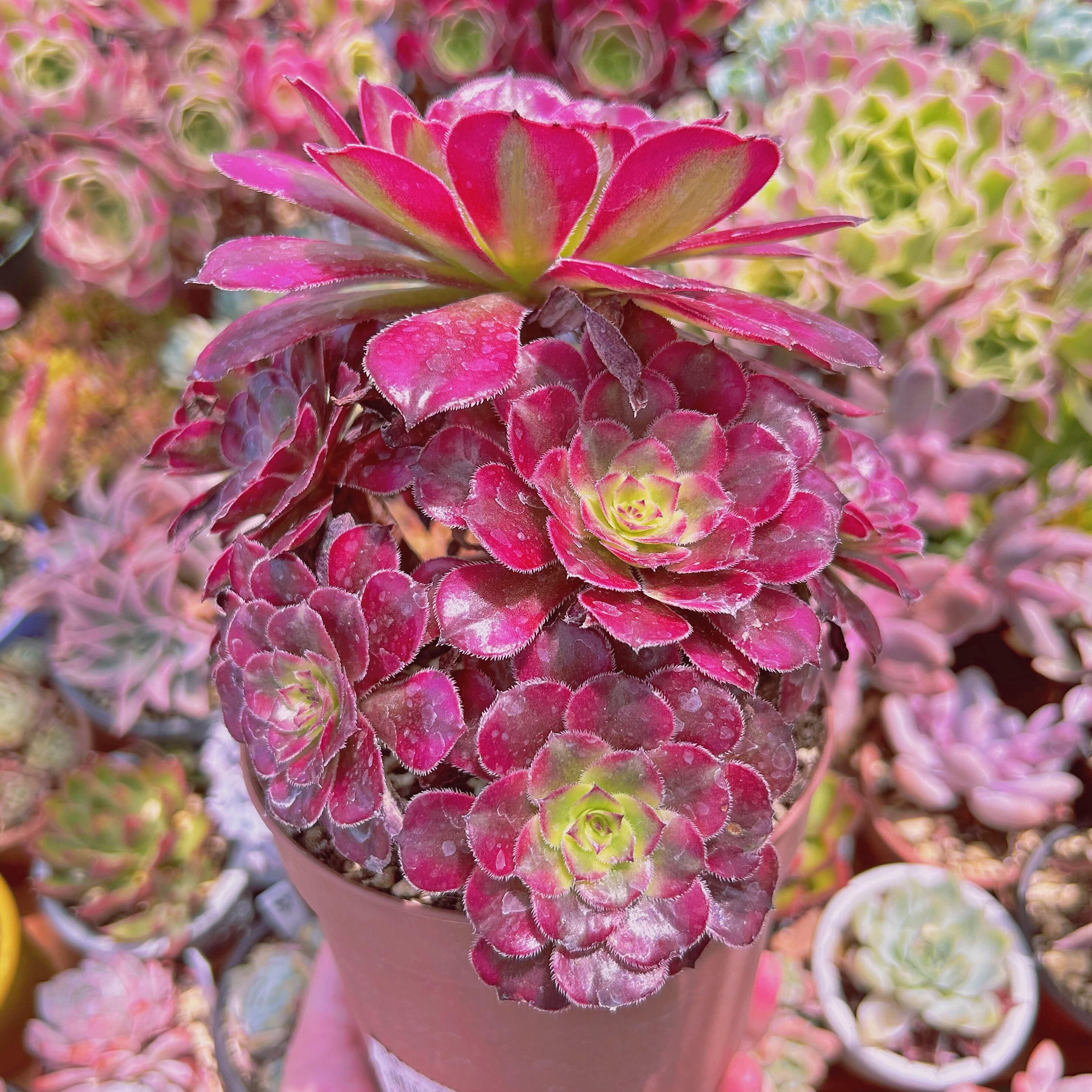 855現物 多肉植物 美姫(Aeonium) 特大群生 抜き苗 | るる農園~多肉植物専門