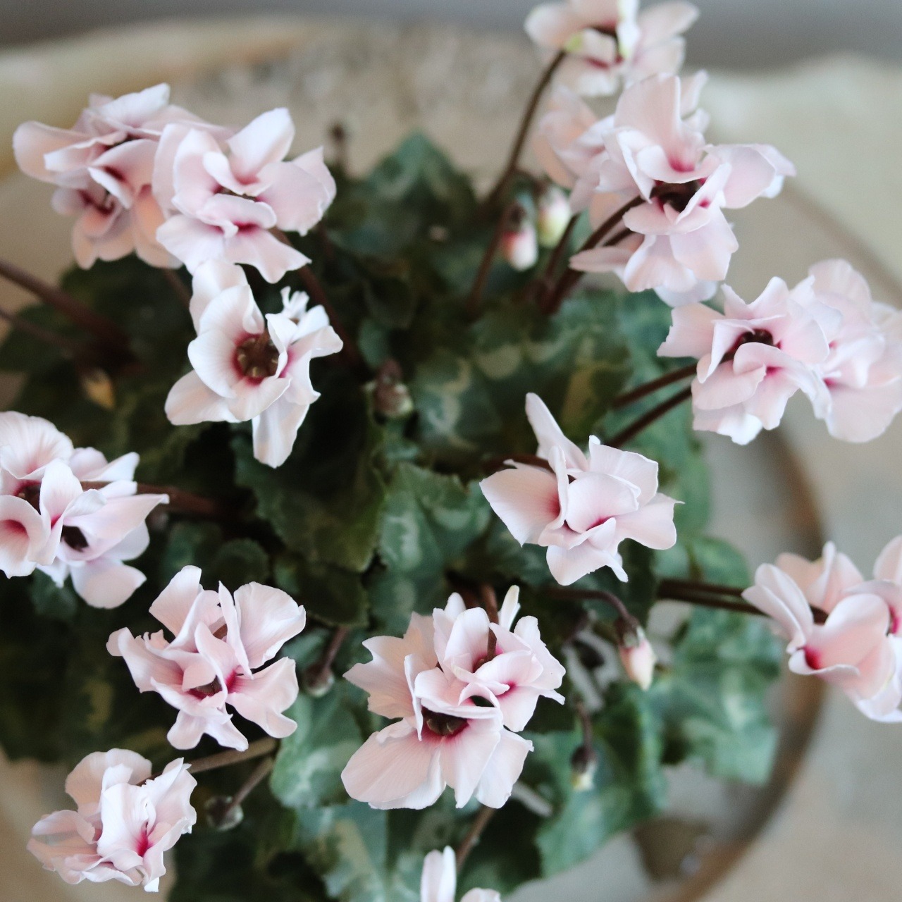 シクラメン　スクリュースター　ホワイト　届いてすぐ玄関に飾れる シクラメン