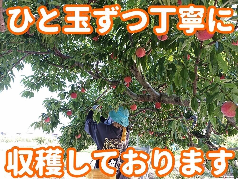 桃：⑦小箱（約2kg） | オーチャード斉藤