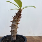 Pachypodium baronii【パキポディウム・バロニー・実生】