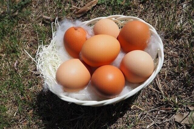 放し飼い有精卵 ｜24個入り｜抗生物質不使用｜あおぞら養鶏場