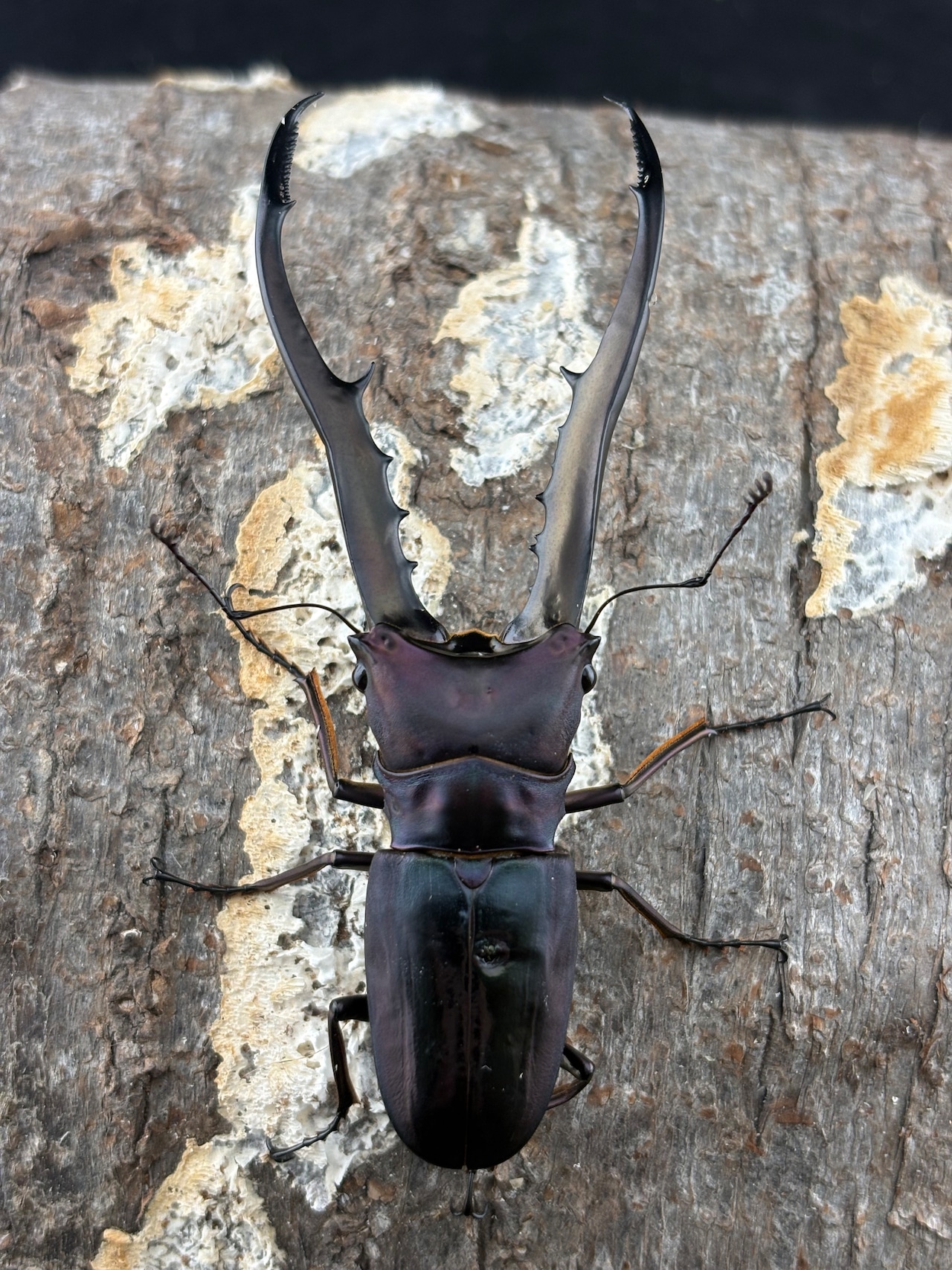 《メタリフェルホソアカ亜種フィナエ パープル系87mm ペア》セルヴォラン氏ブリード個体