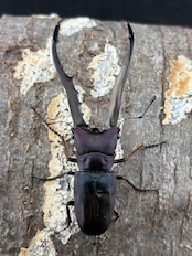 《メタリフェルホソアカ亜種フィナエ パープル系87mm ペア》セルヴォラン氏ブリード個体