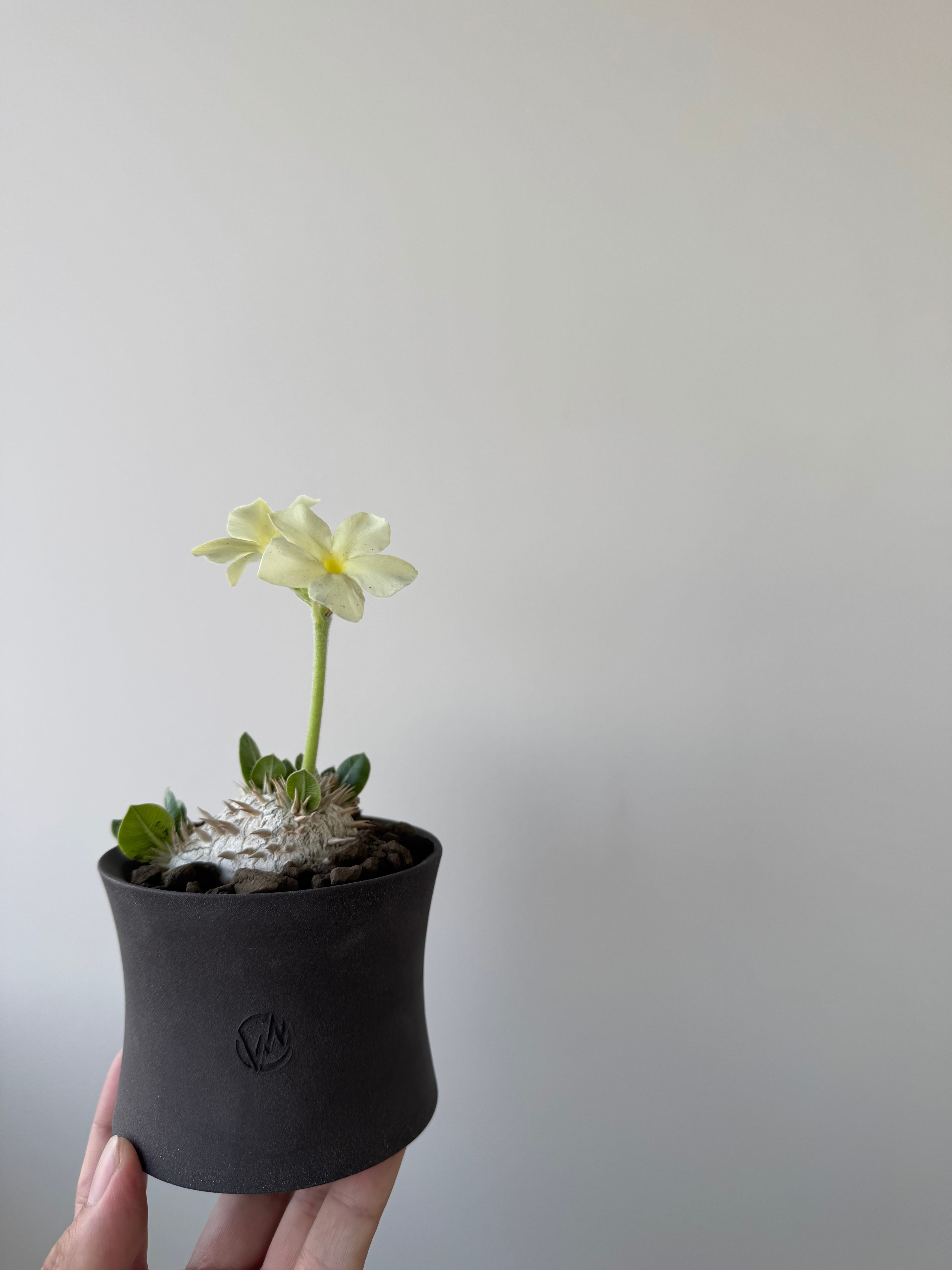 新着】Pachypodium brevicaule var.leucoxanthum × VALIEM GHOST【白花