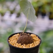 Stephania kaweesakii / ステファニア カウィーサキー⑧ / 観葉植物